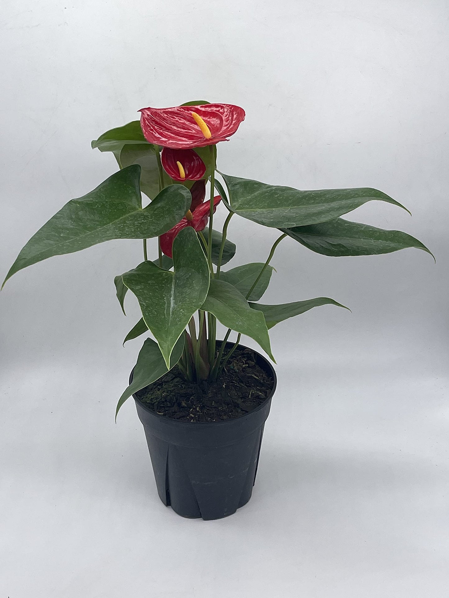 Anthurium Red, 6 inch Pot,