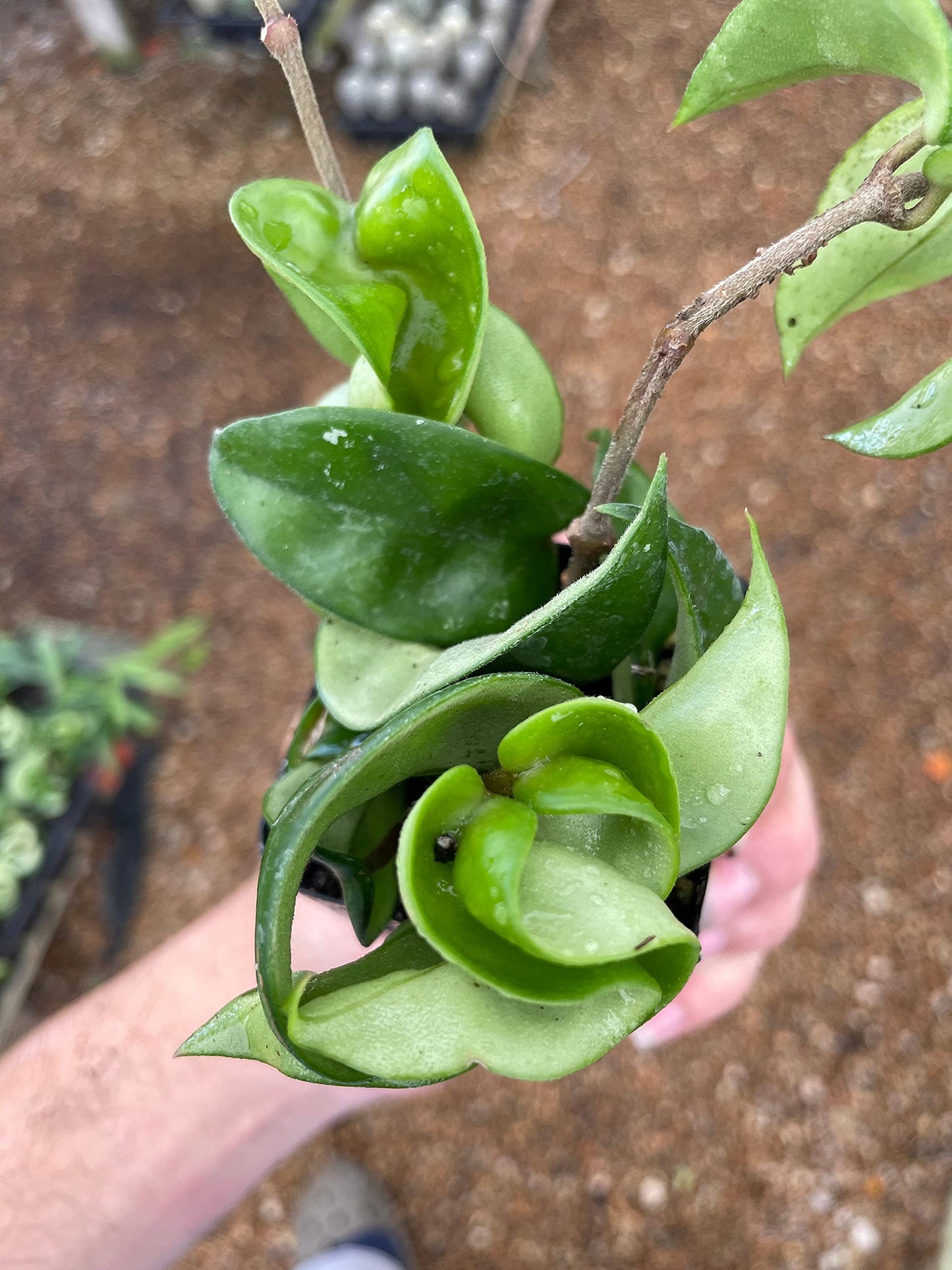 Hoya carnosa compacta Hindu Rope Plant, 2" Potted Starter, Krinkle Kurl, Porcelain Flower, Wax Plant