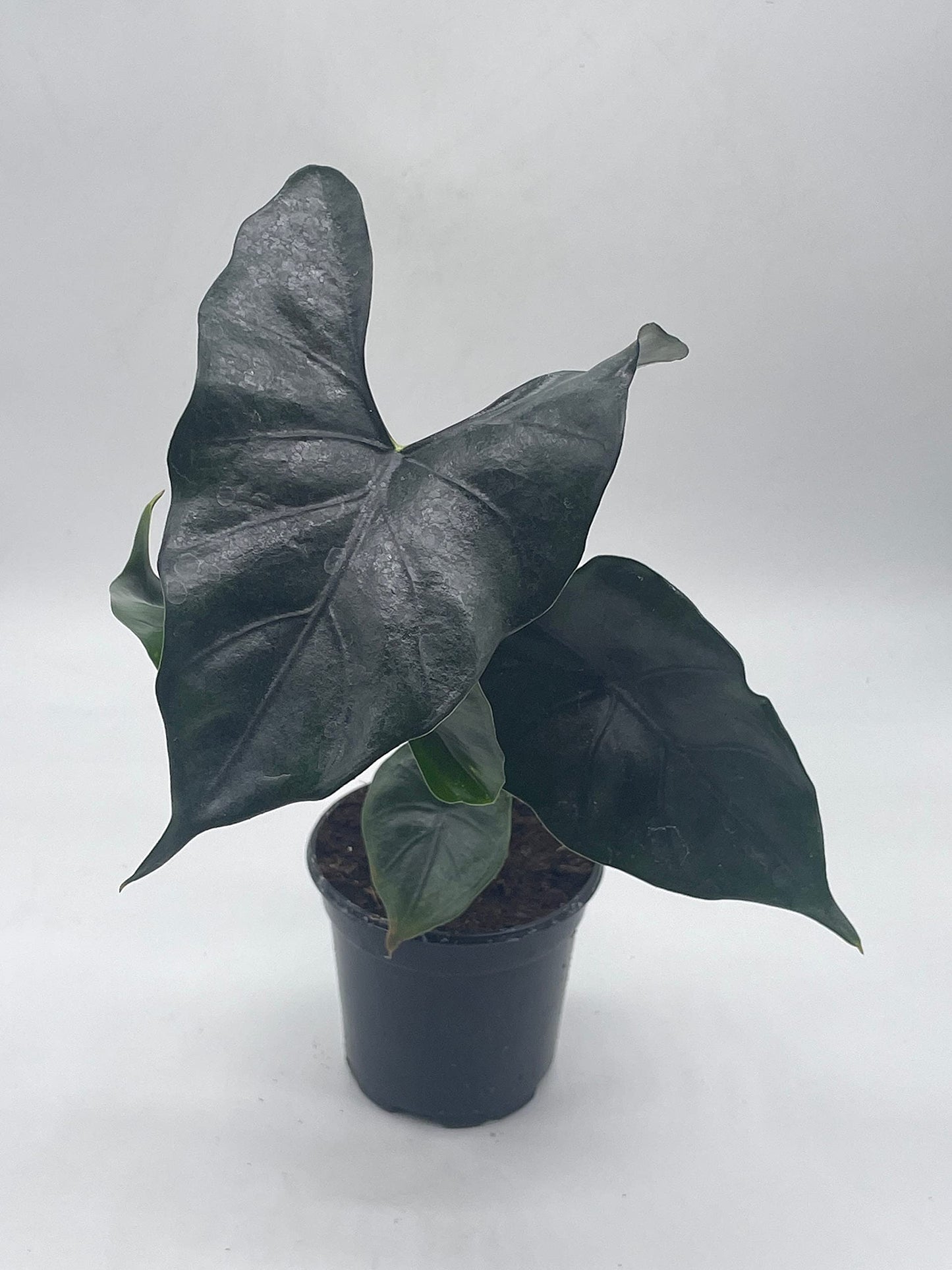 BubbleBlooms Alocasia Purple Cloak, Alocasia Princeps, in 4 inch Pot