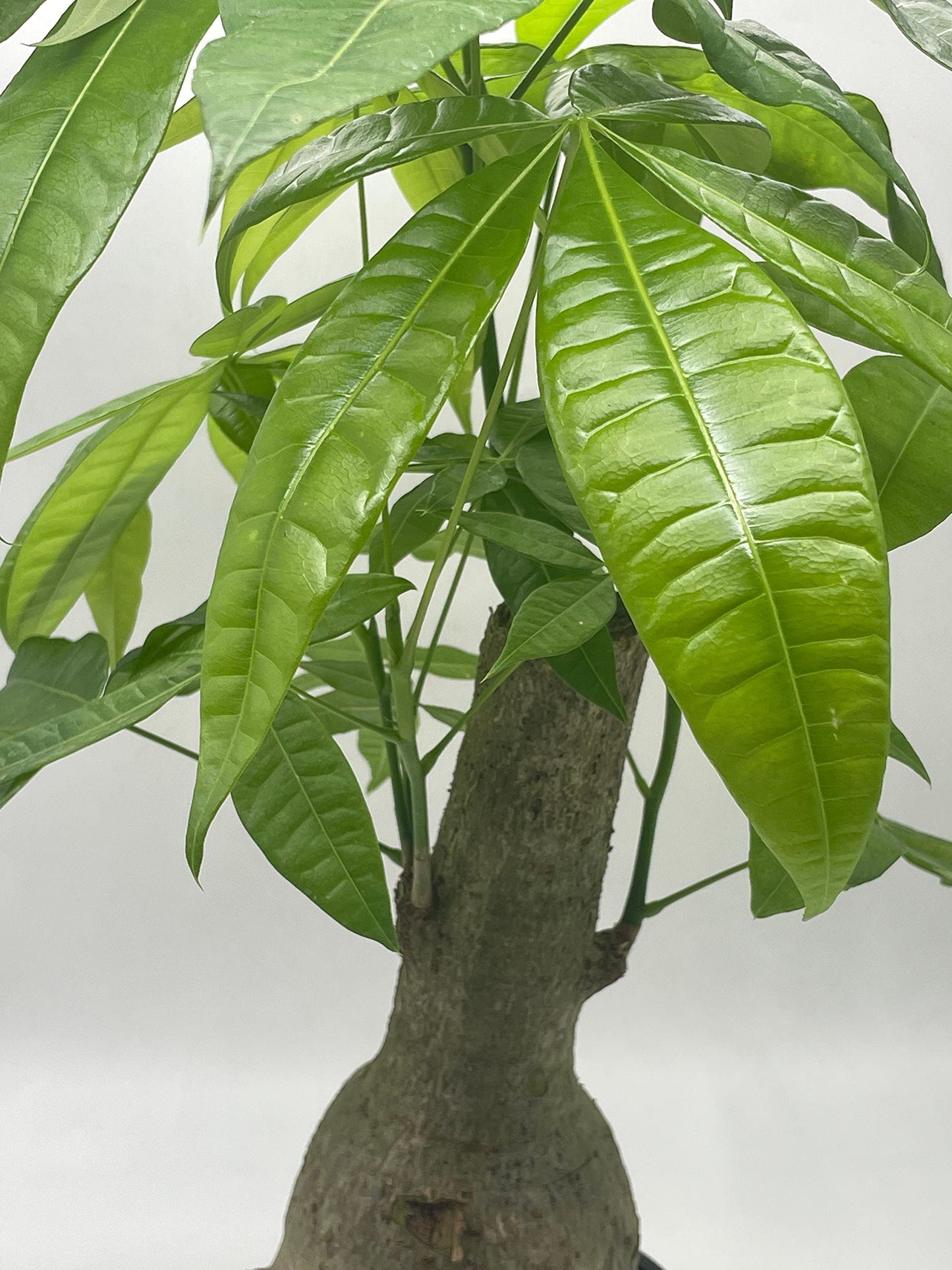 Money Tree Stump, Pachira aquatica, in 6 inch Pot