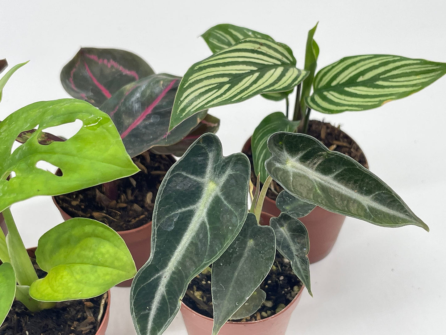 Variegated Foliage Assortment, Indoor Premium Collection, adanosii, Monstera, alocasia, Wandering Jew, Rare houseplants, 2 inch, Set of 5