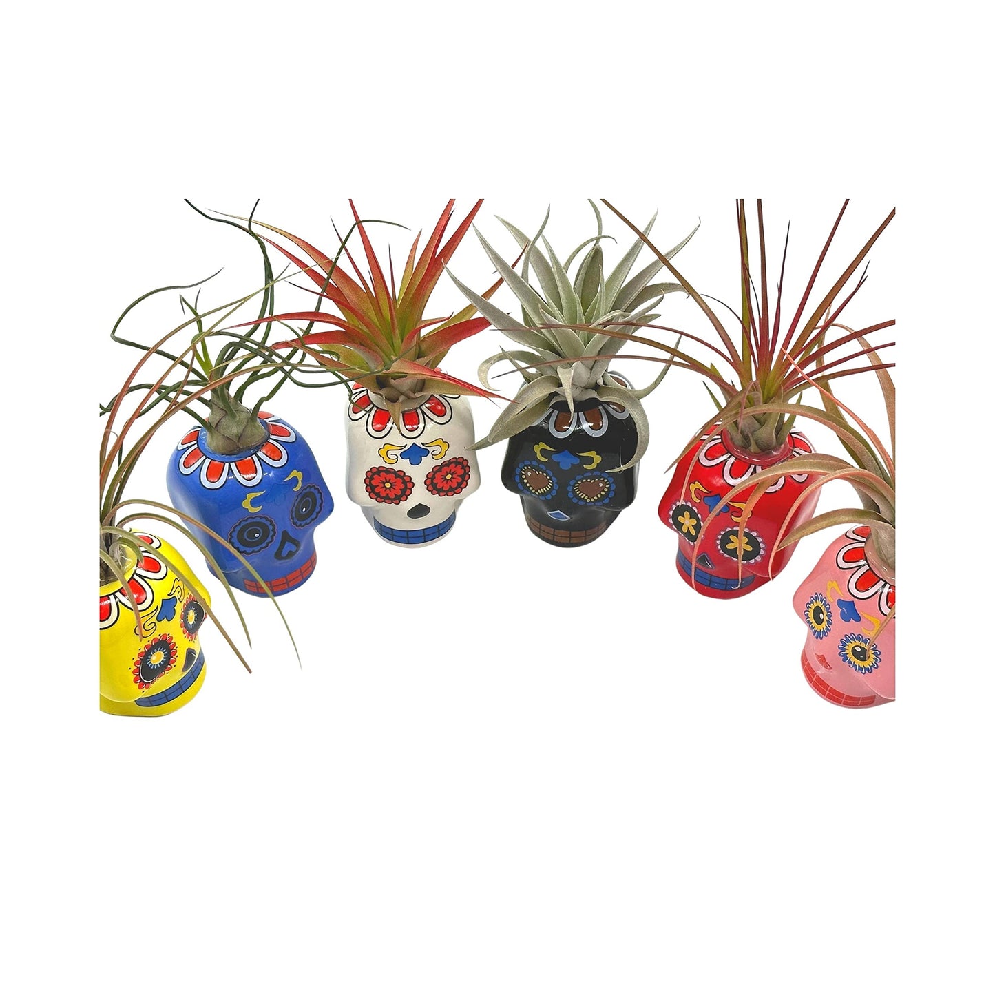 Resin Sugar Skulls Air Plant Sculpture, Tillandsia Planted in Colorful Candy Skulls Hand Made Art Assorted Set of 6