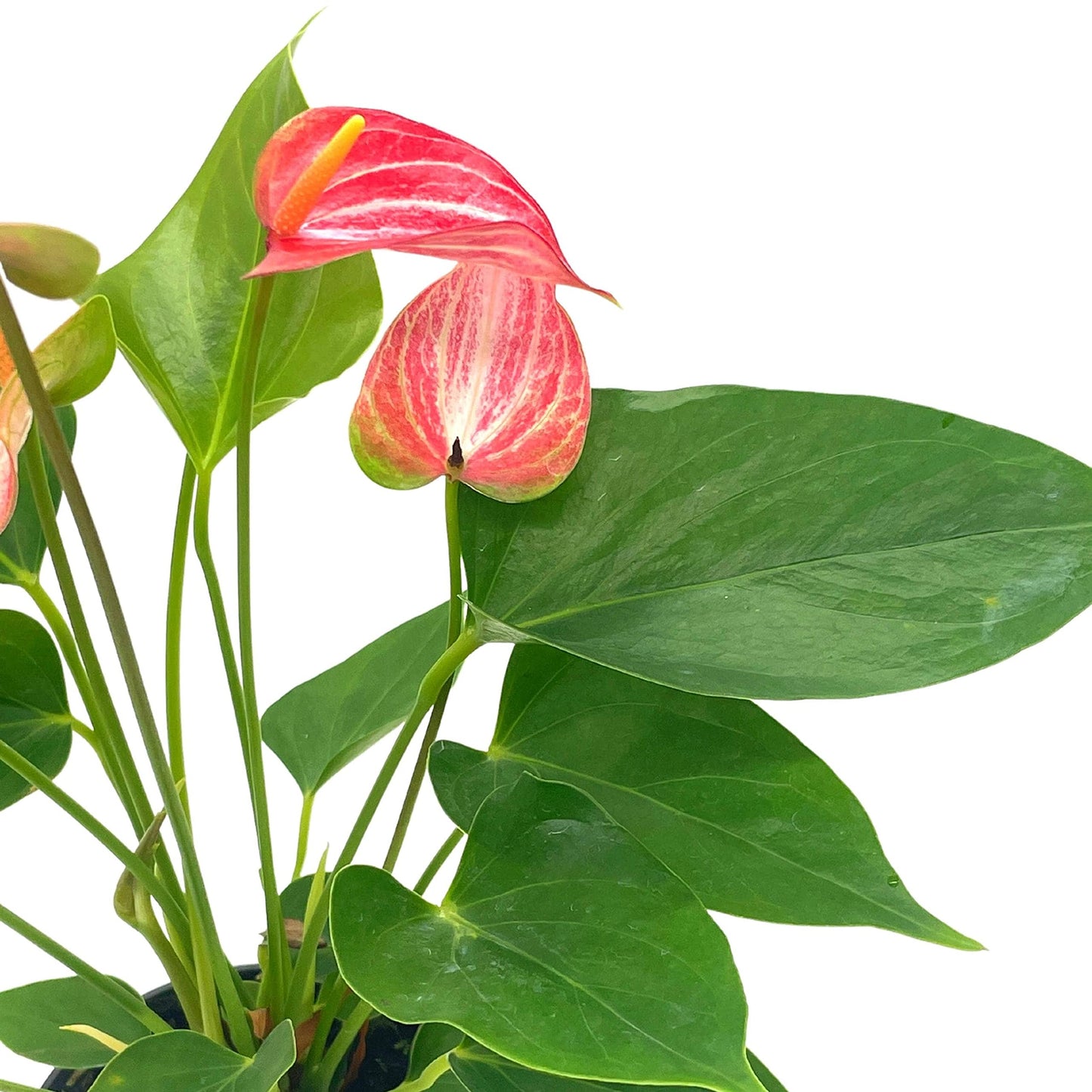 Anthurium Peppermint, 4 inch, Pink and White Sriped Variegated Flowers