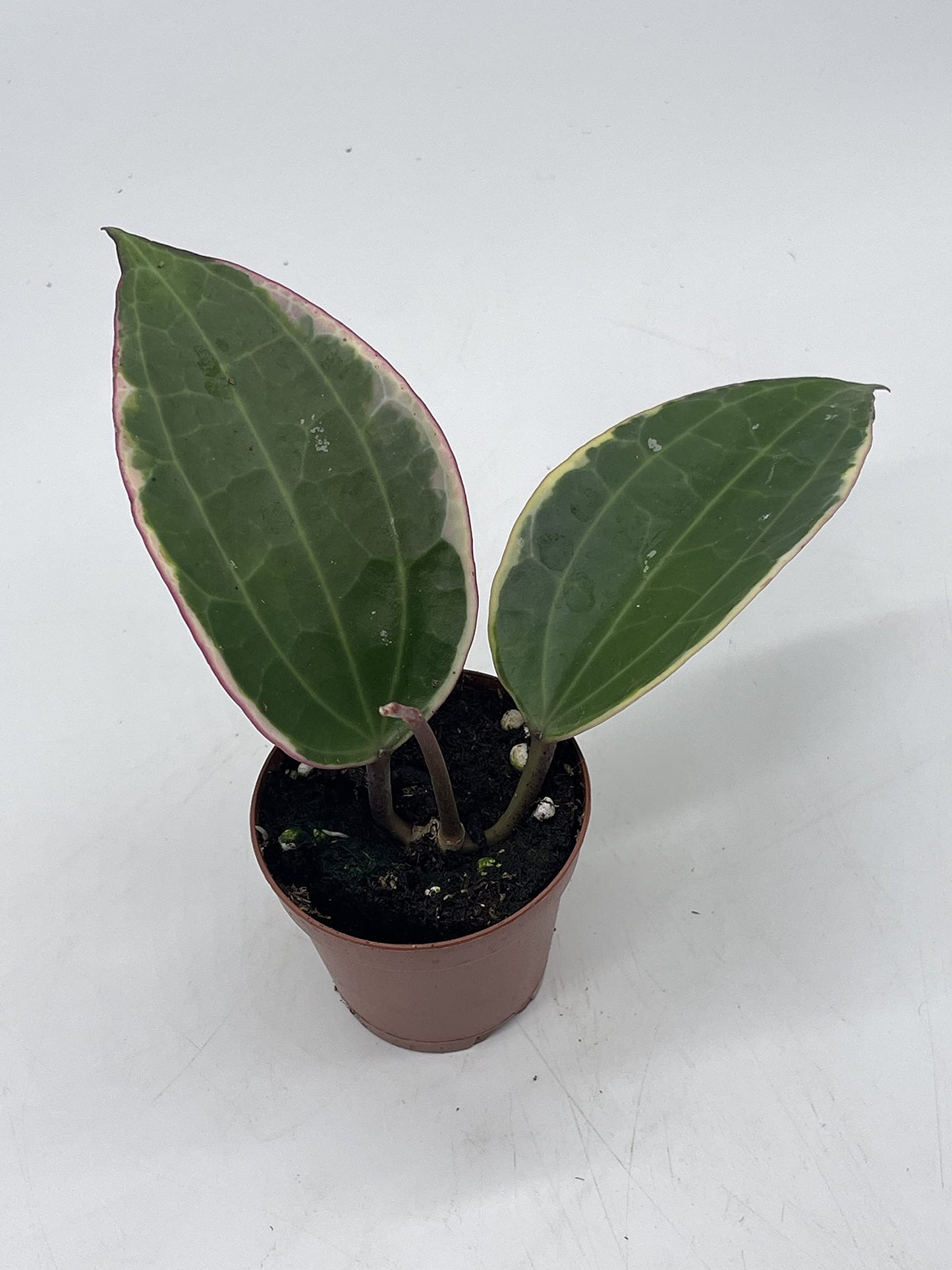 Hoya Macrophylla Variegated Tricolor in a 2 inch Pot