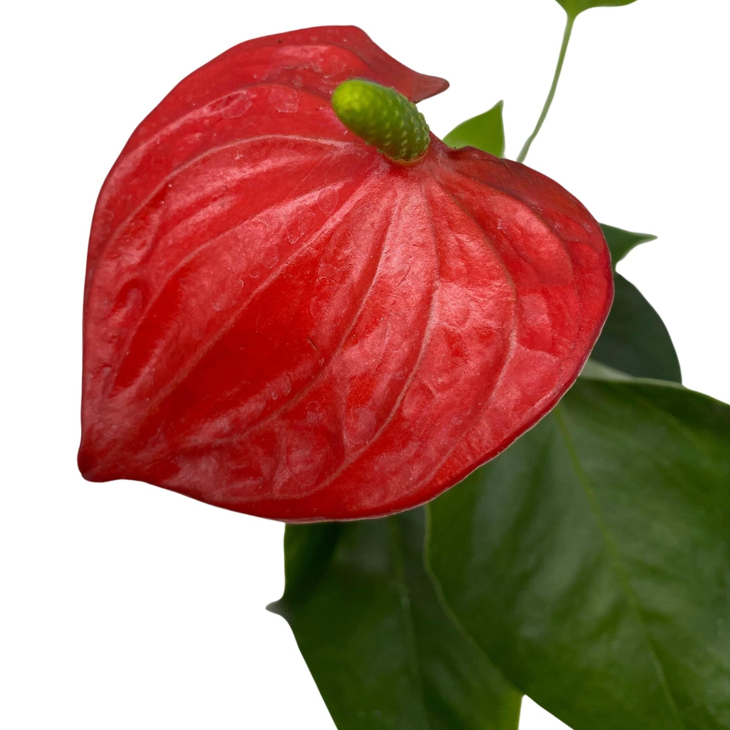 BubbleBlooms Anthurium Red Champion 2 inch Red Flower