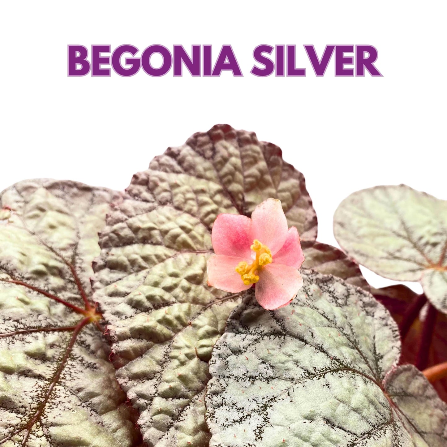 Harmony Foliage Begonia Rex Silver 6 inch