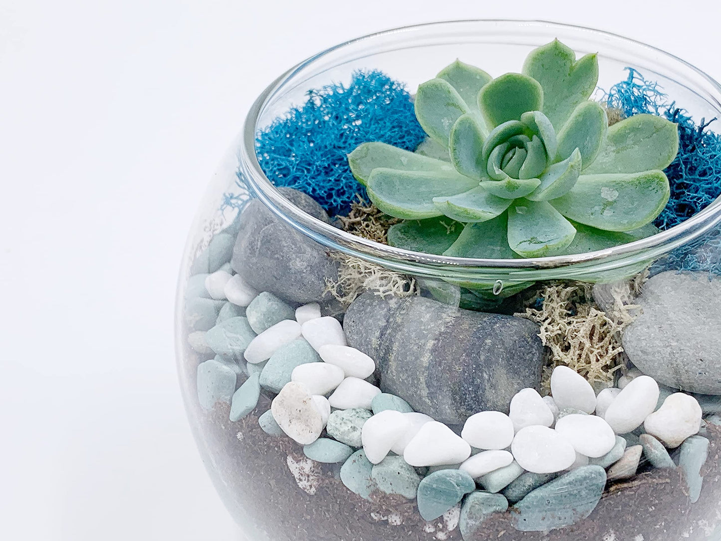 DIY Succulent Terrarium Gift Kit with Plants, Fairy Garden Kit with Reindeer Moss (Terrarium Kit Without Succulents)