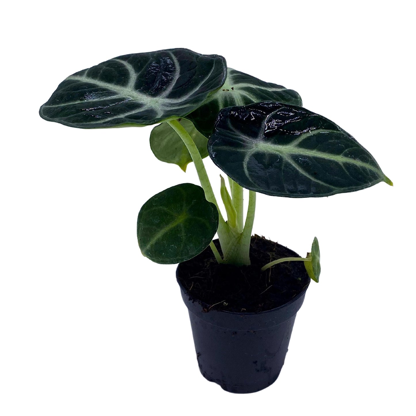 BubbleBlooms Alocasia Ninja, Black Ninja, Black Velvet Ninja in 2 inch Pot