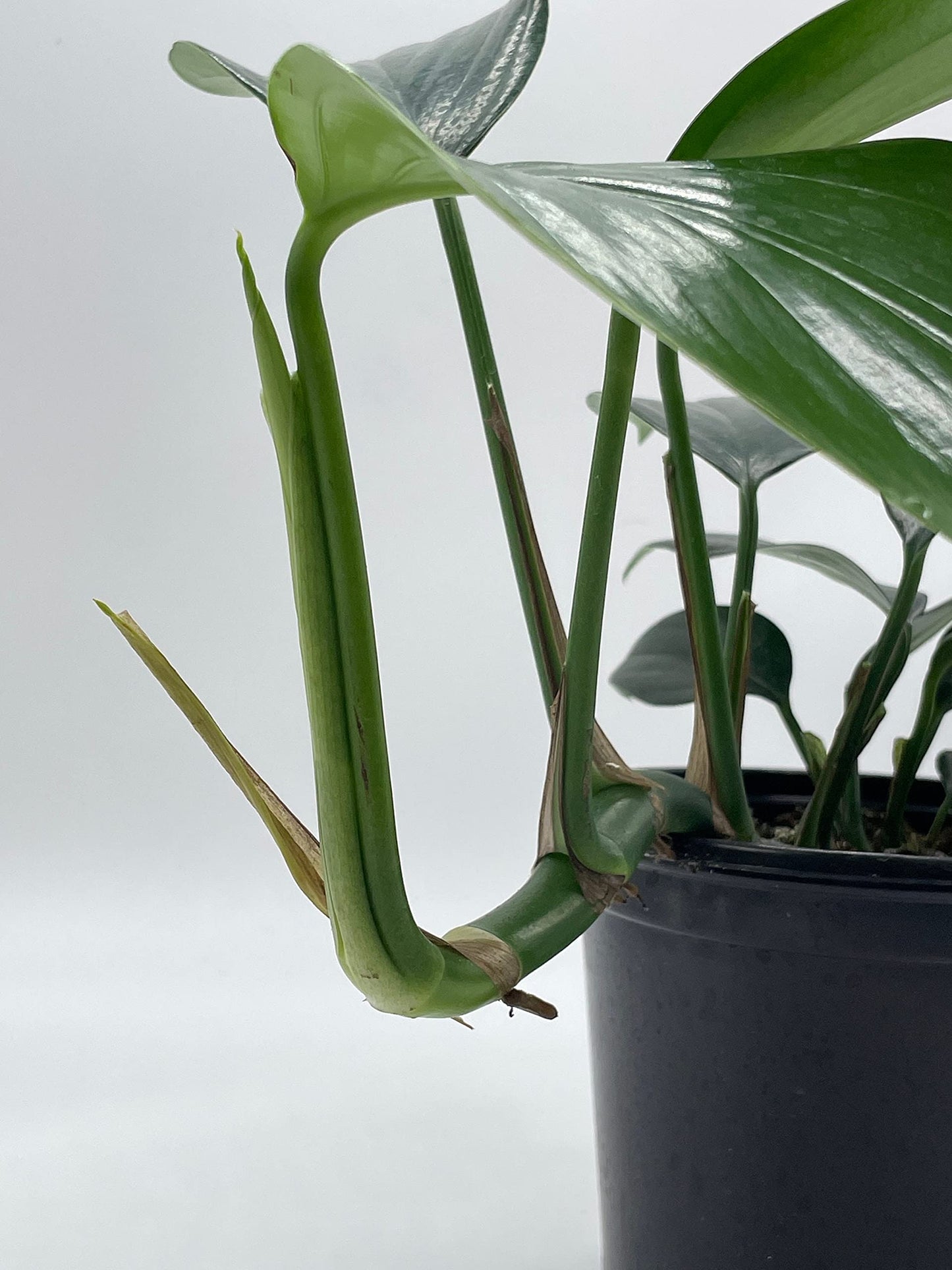 Dragon Tail Plant, 6 inch Pot, rhaphidophora decursiva,