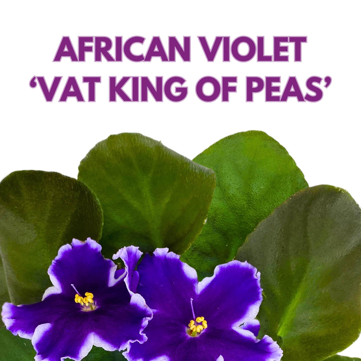 Harmony Foliage VaT King of Peas African Violet Saintpaulia 4 inch