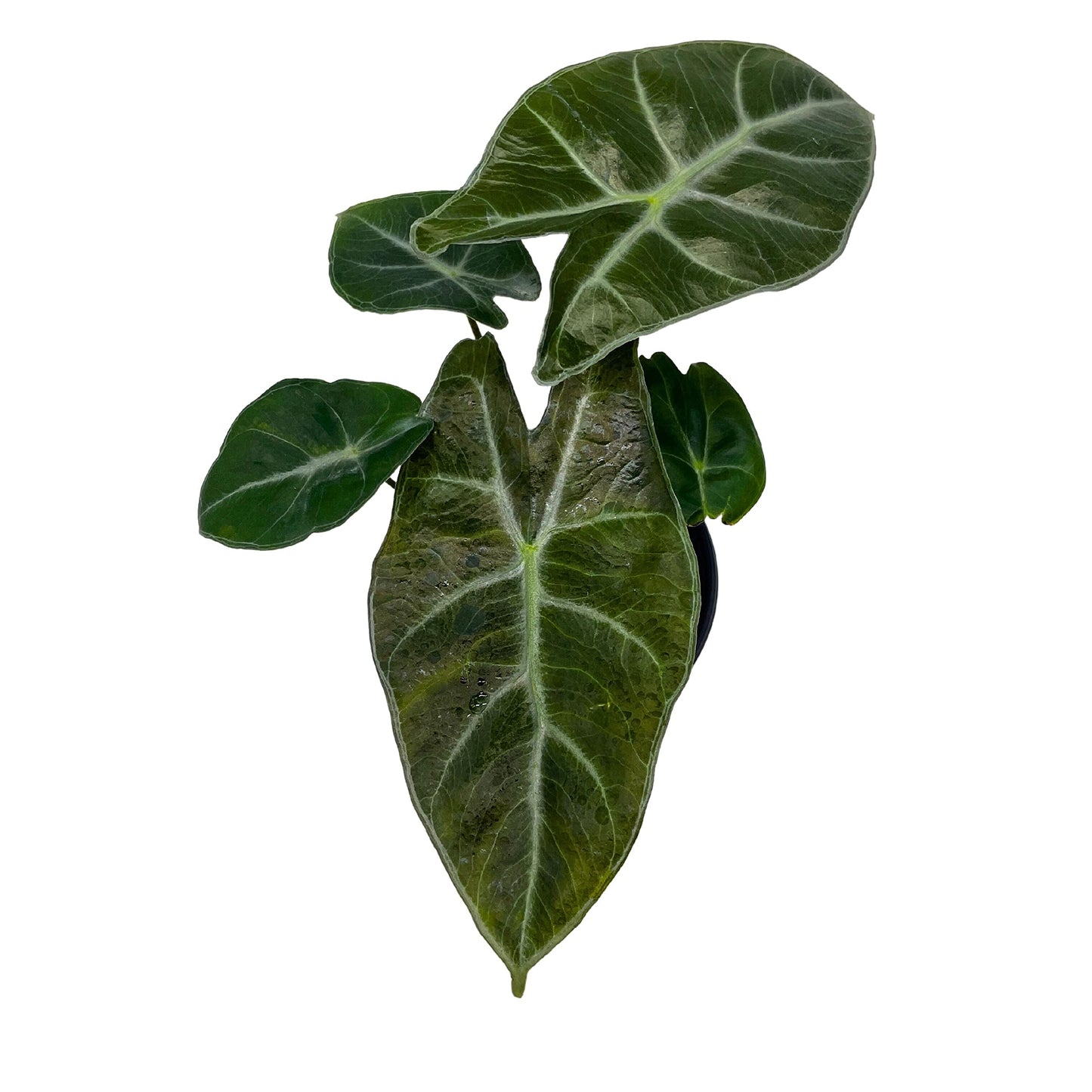 Alocasia Ebony, 4 inch, Jewel Alocasia x Amazonica, Healthy