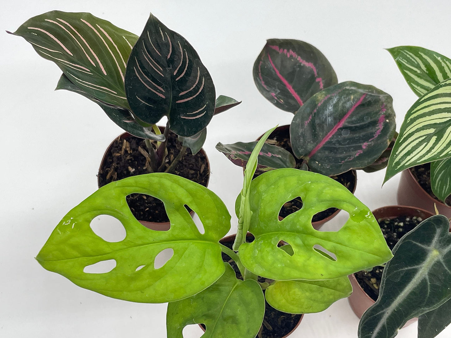 Variegated Foliage Assortment, Indoor Premium Collection, adanosii, Monstera, alocasia, Wandering Jew, Rare houseplants, 2 inch, Set of 5