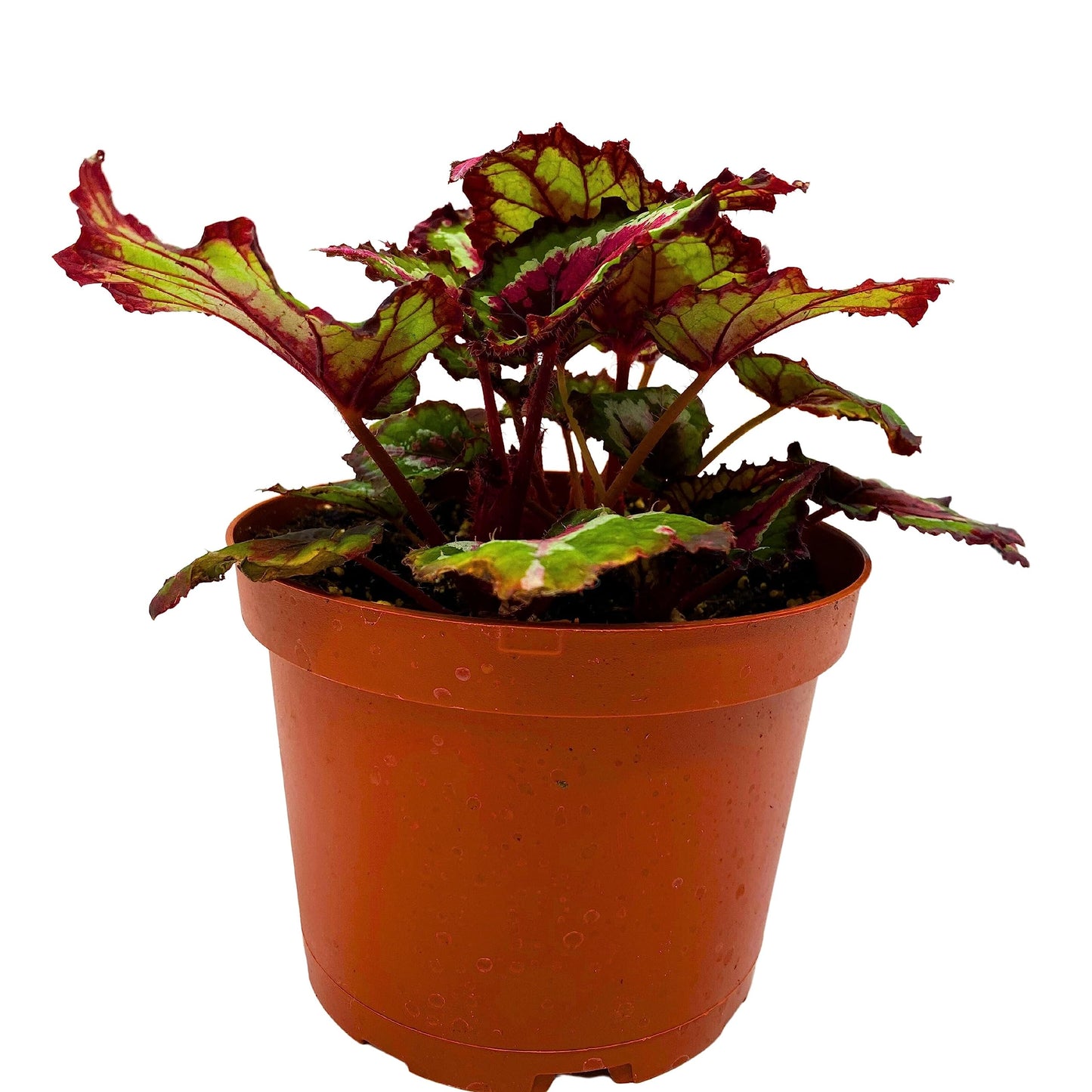 Harmony's BubbleBlooms Red Tail, Variegated Begonia Rex in 6 inch Pot