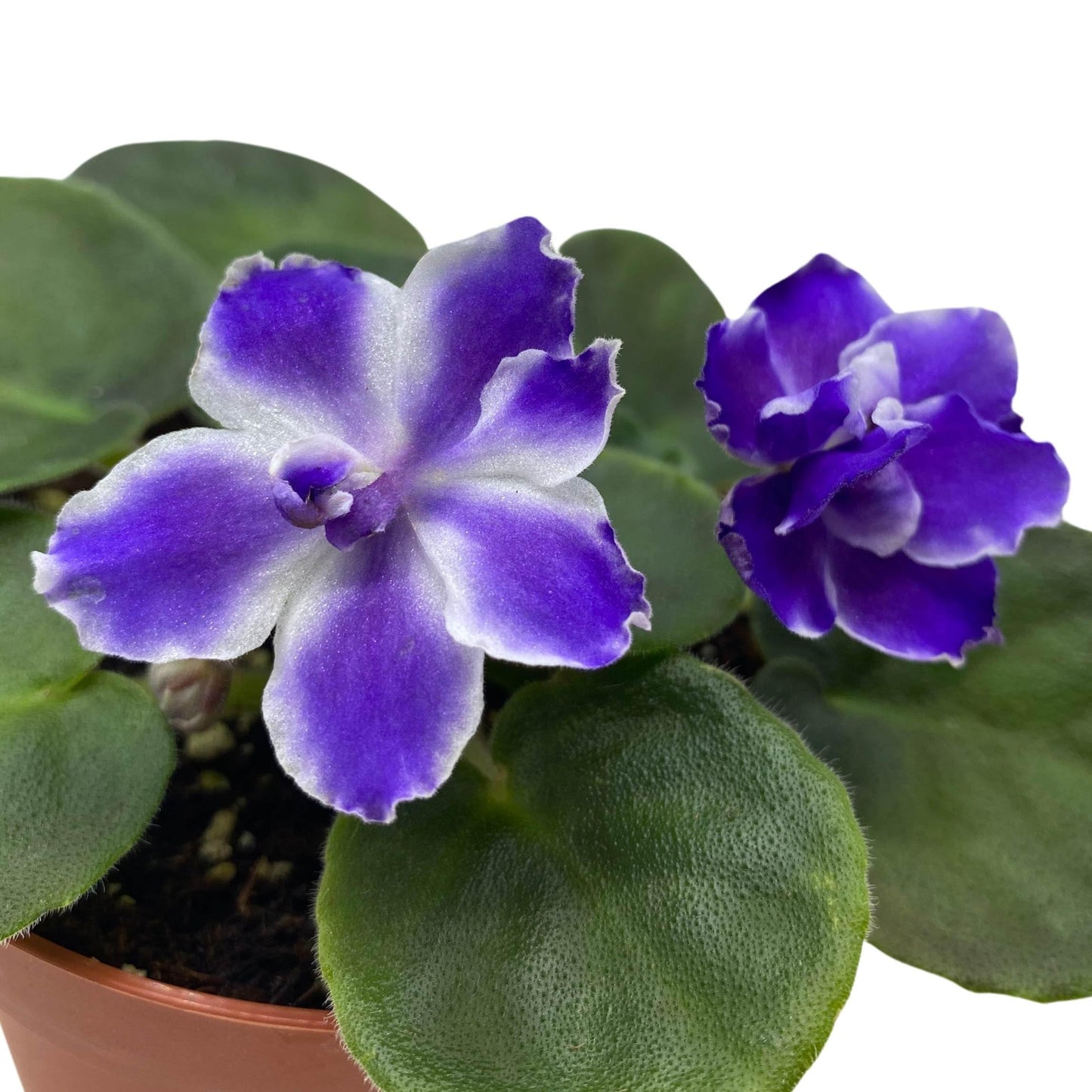 Harmony Foliage VaT Winter Landscape African Violet Saintpaulia 4 inch