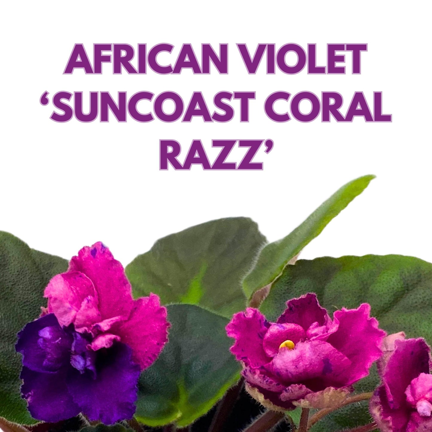 Harmony Foliage Suncoast Coral Razz African Violet Saintpaulia 4 inch