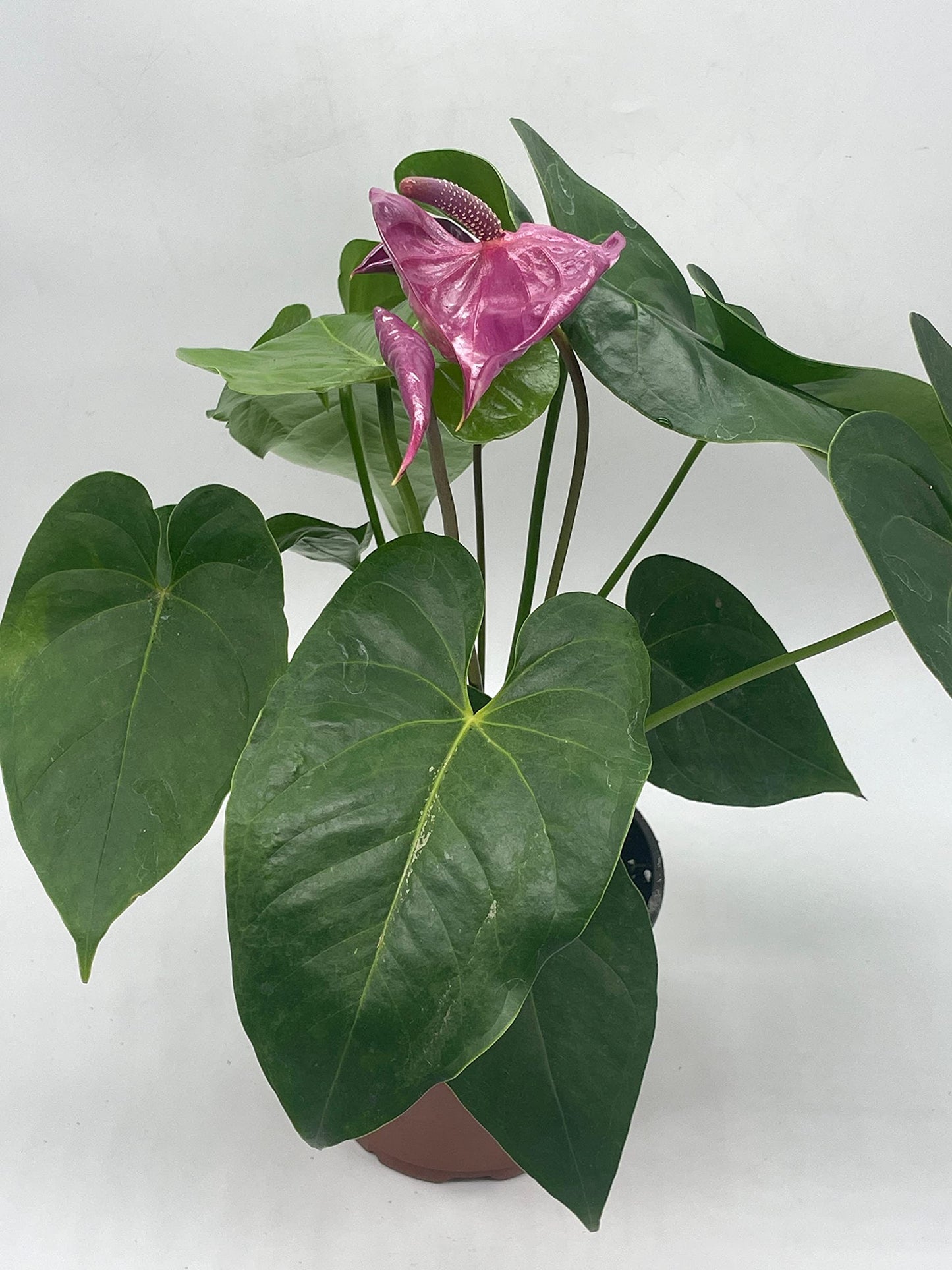 Anthurium Purple, in 6 inch Pot