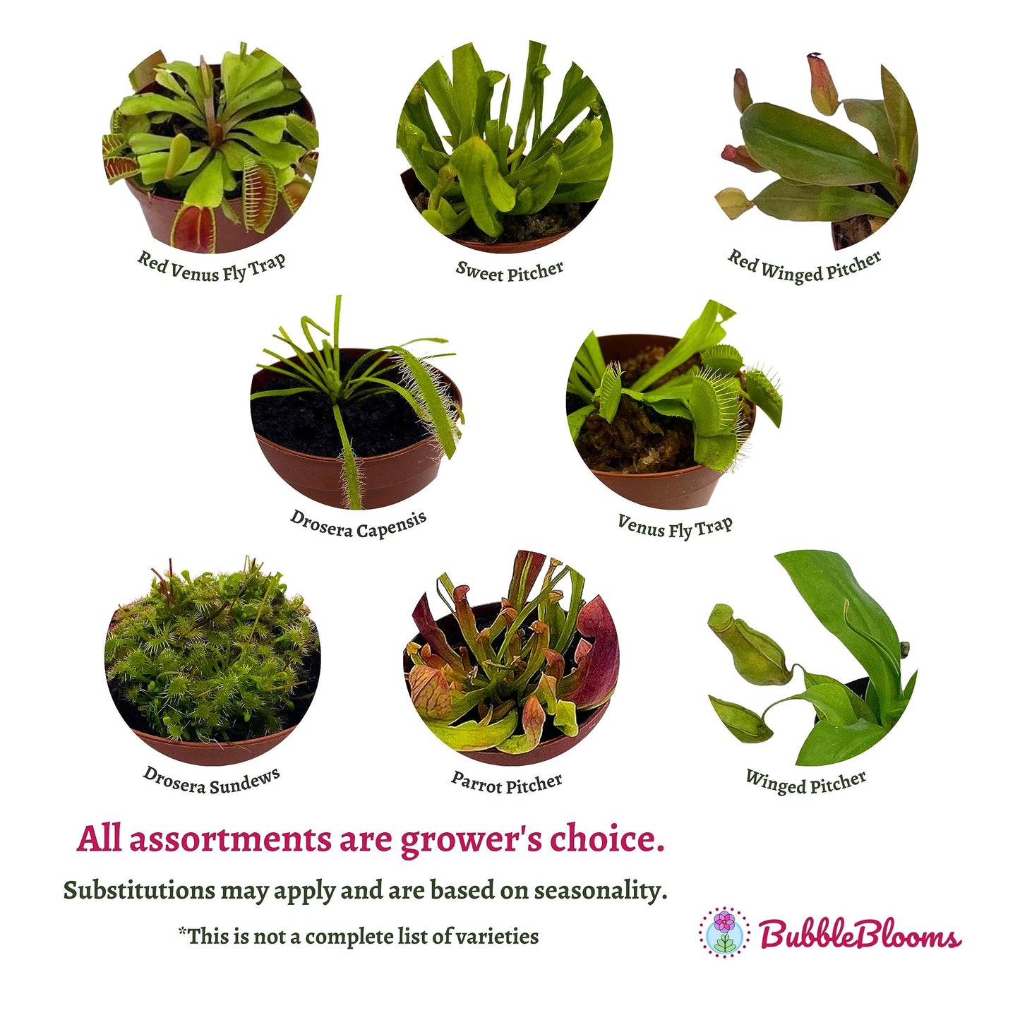 Carnivorous Plant Assortment Set, All Different Plant Species, 3 Live Potted Plants in 2 inch Pots by BubbleBlooms