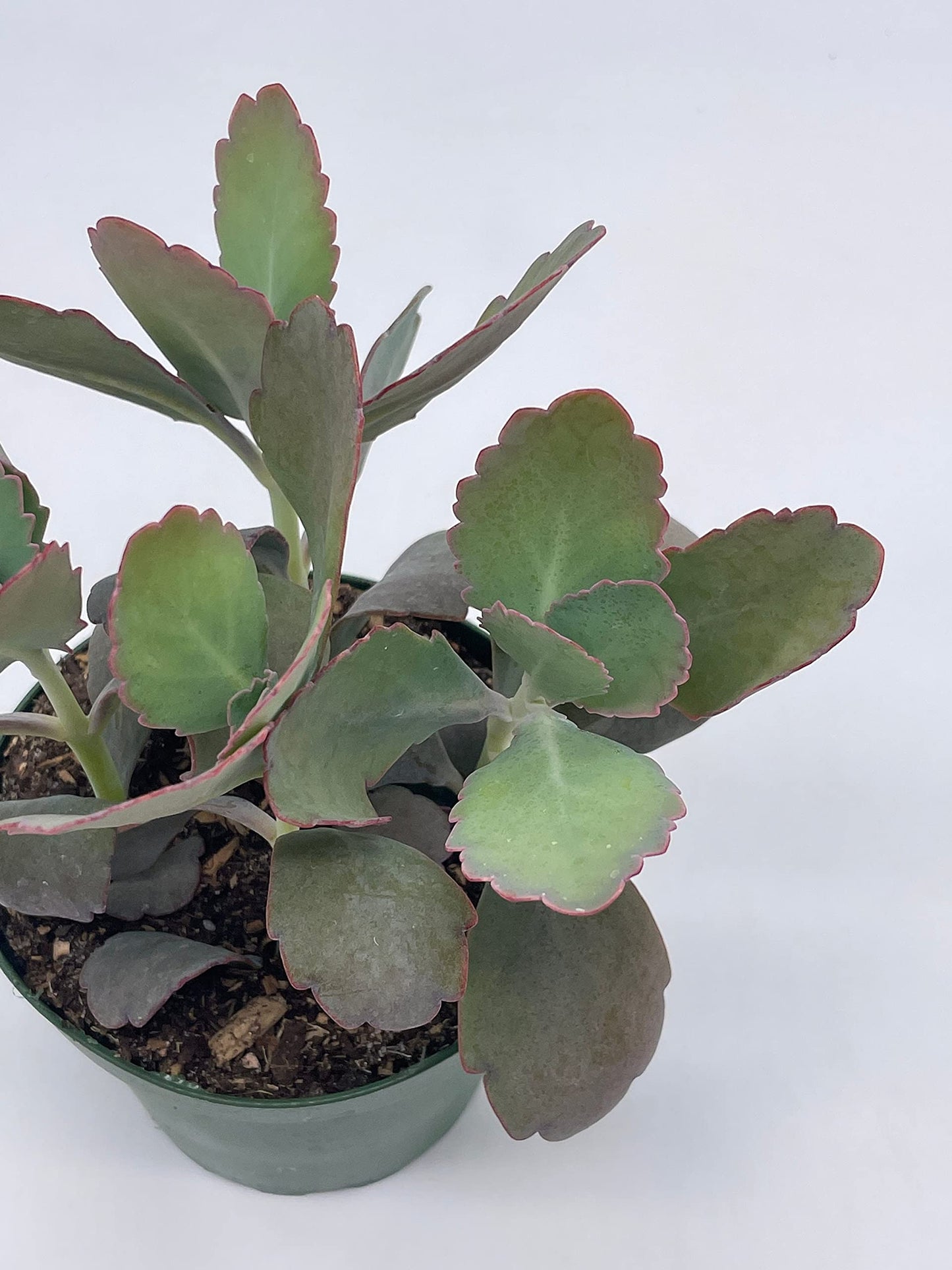 Kalanchoe Laxiflora, 4 inch, Milky widow's Thrill, Bryophyllum crenatum Baker