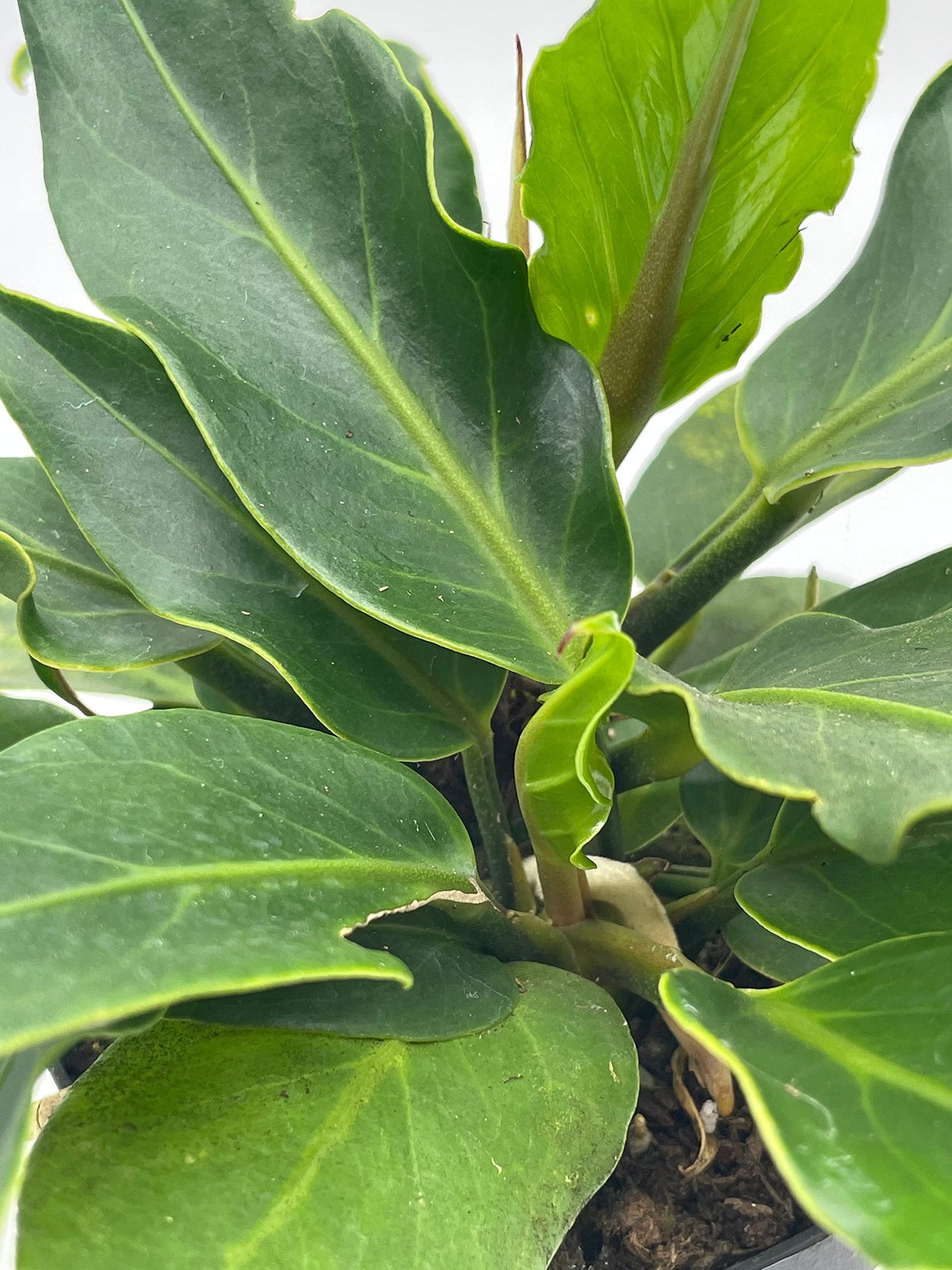 Anthurium Hookeri, Wave of Love, 4 inch Plowmanii Bird's nest