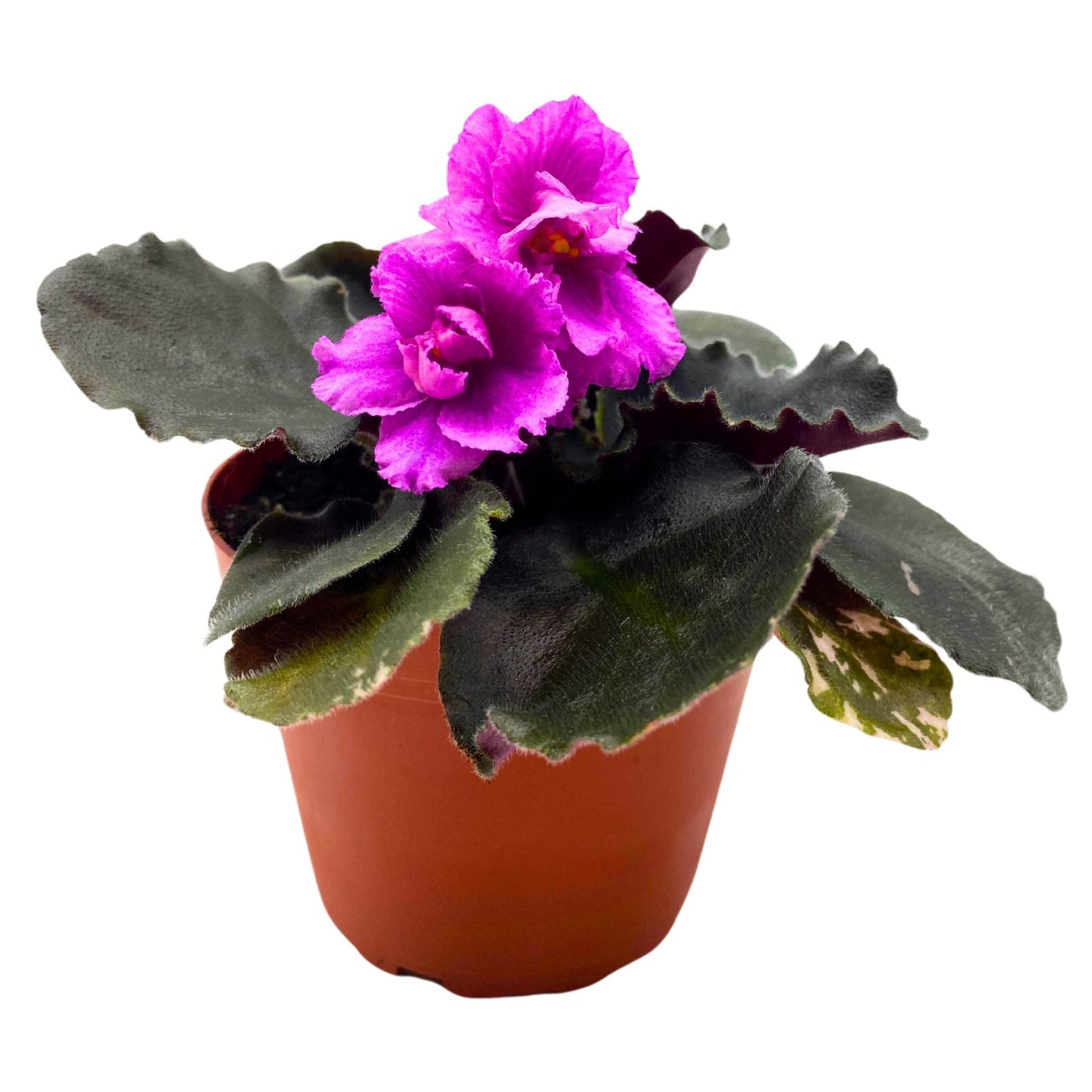 Harmony Foliage Country Cider African Violet Saintpaulia 4 inch