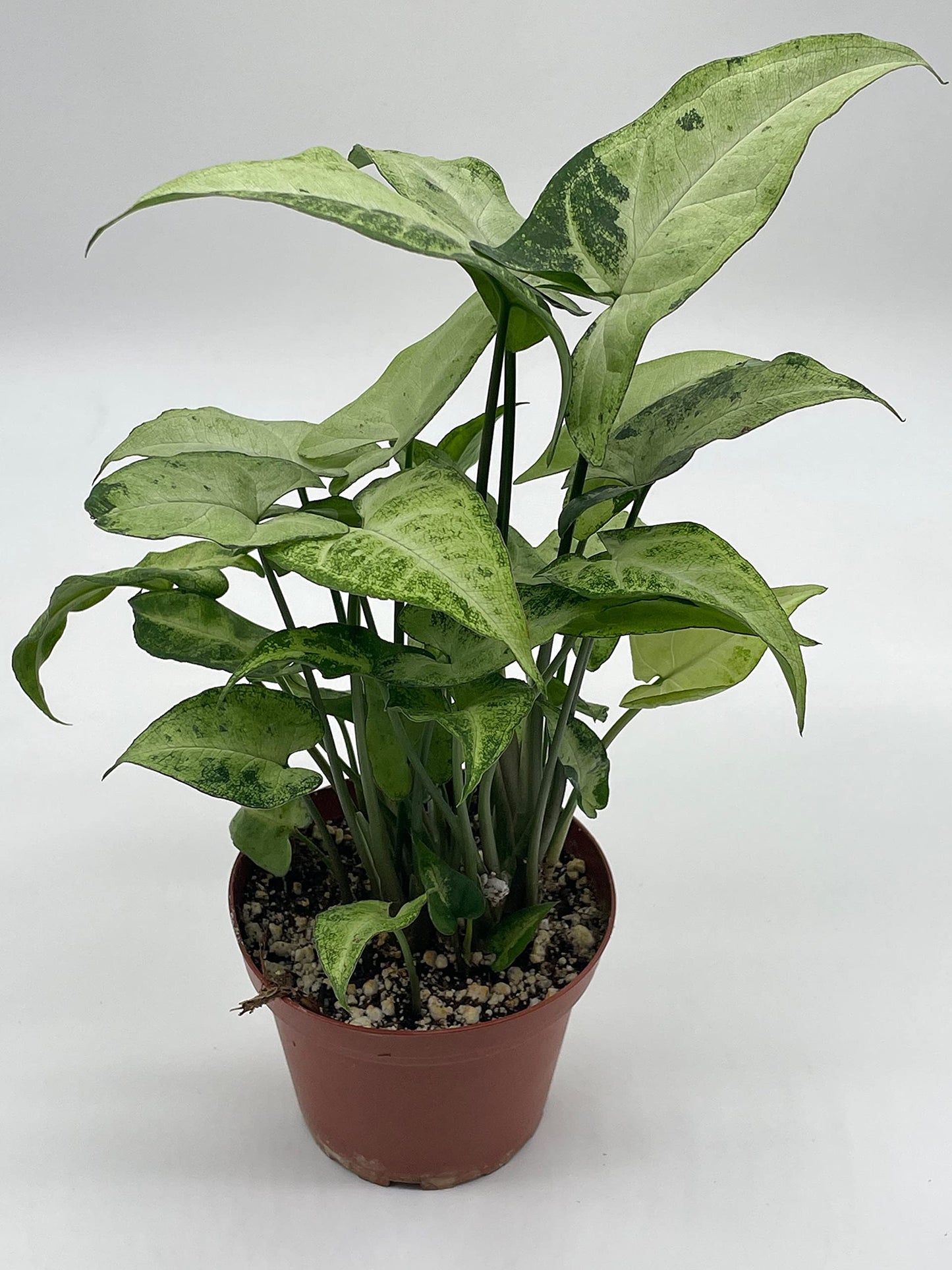 Syngonium Podophyllum Green and White, 4 inch, Arrowhead Vine, Very Filled House Plant