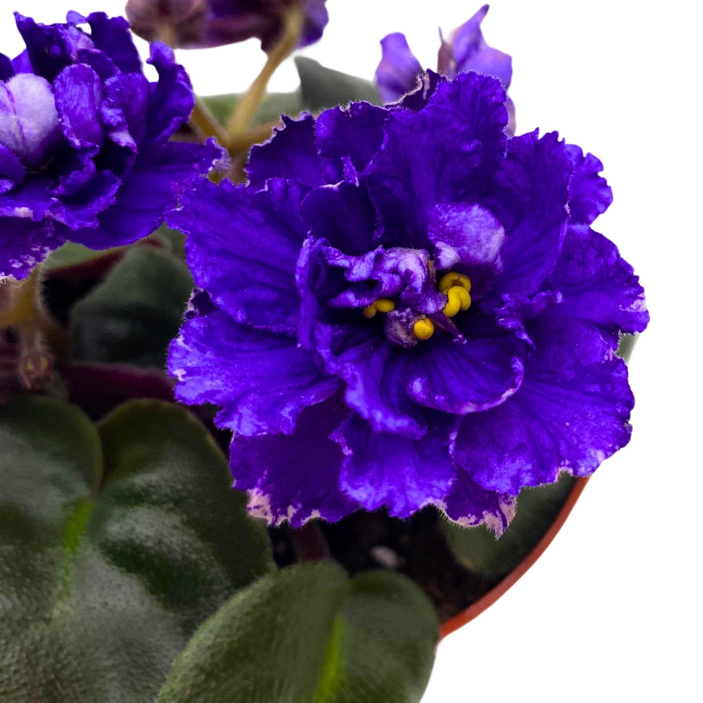 Harmony Foliage Knight in Tiger's Skin African Violet Variegated Flower 4 inch