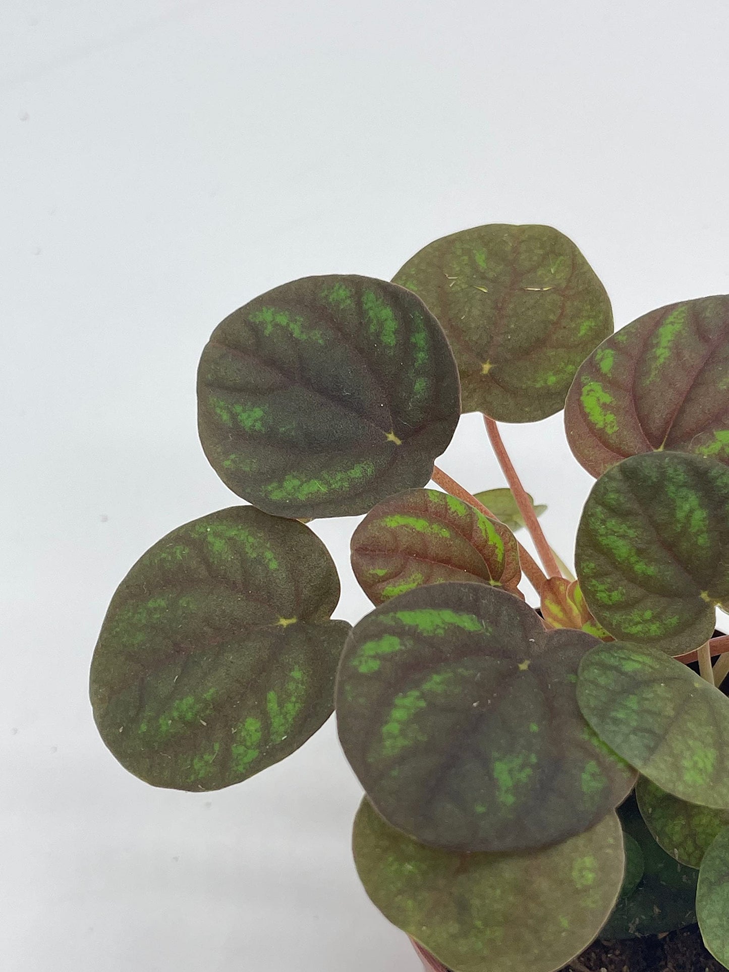 Peppermill Peperomia Frost, 2 inch, (Brownish) Emerald Ripple Pepper, caperata, albovittata