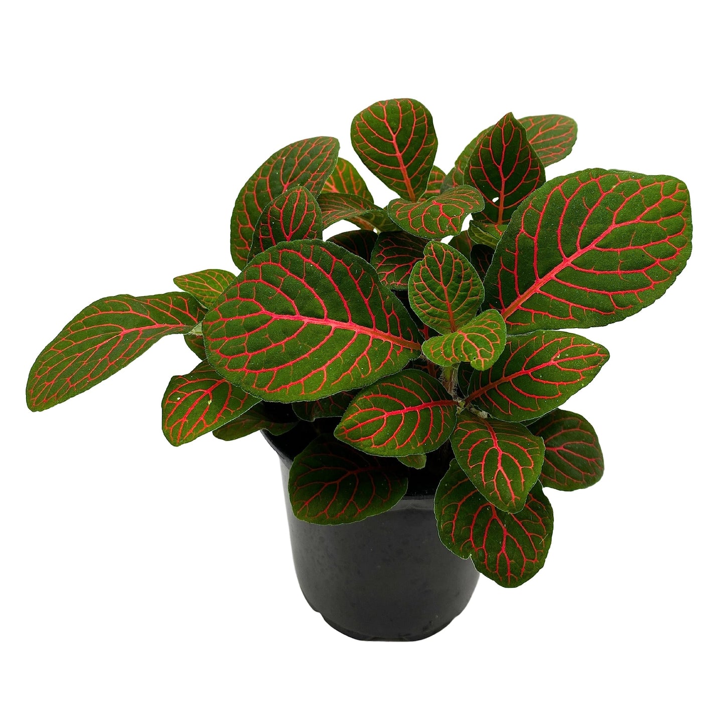 Red Nerve Plant, Fittonia Verschaffeltii, Ruby Red Mosaic Plant, Super Red Fittonia in 4 inch Pot