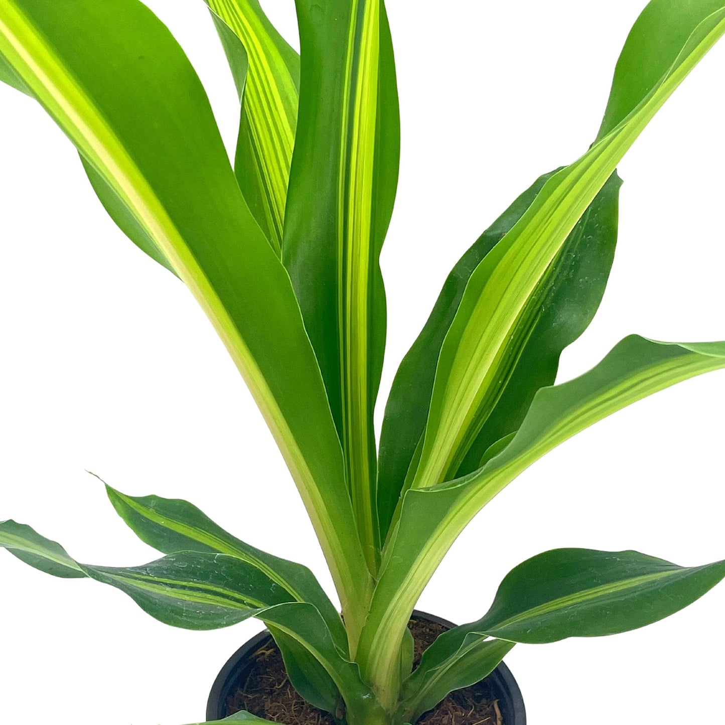 Song of India, 4 inch Dracaena reflexa, Song of Jamaica, Variegated Striped House Plant