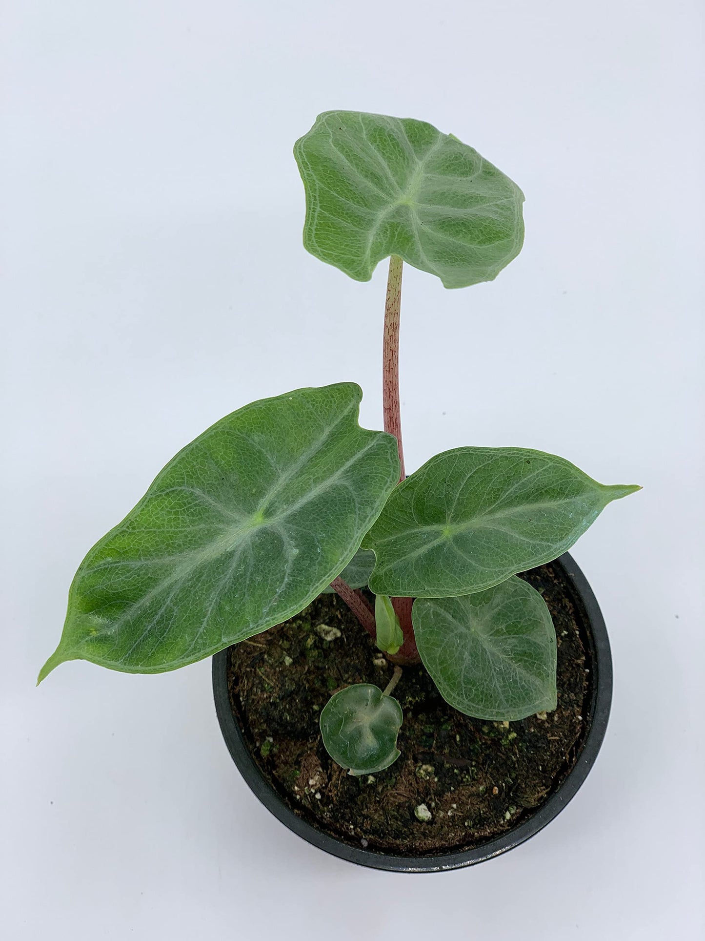 Alocasia Ivory Coast Variegated, Elephant Ear African Plant, Clear Green