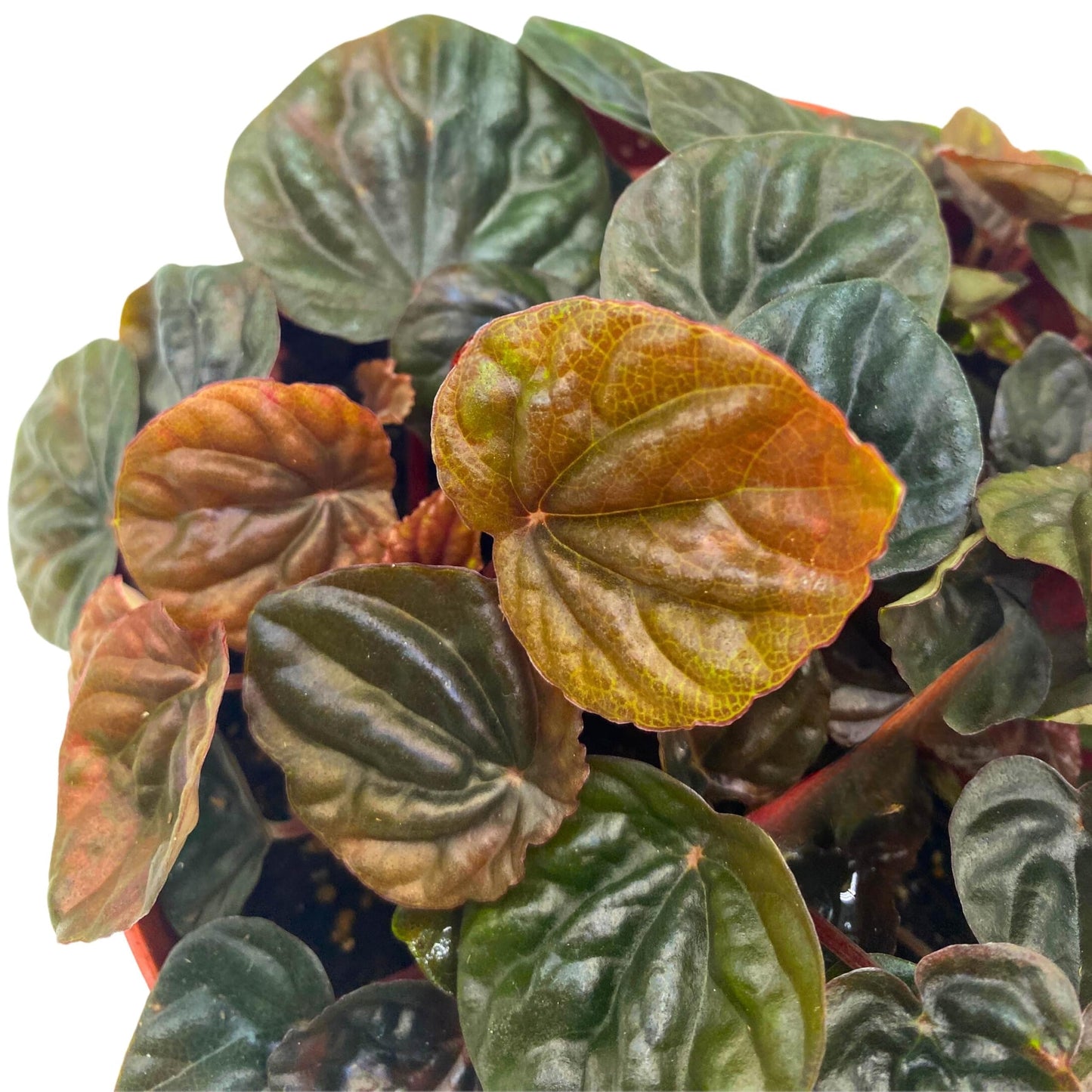 Harmony Foliage Peperomia Chocolate Emerald Ripple Brown with Green Variegation 6 inch