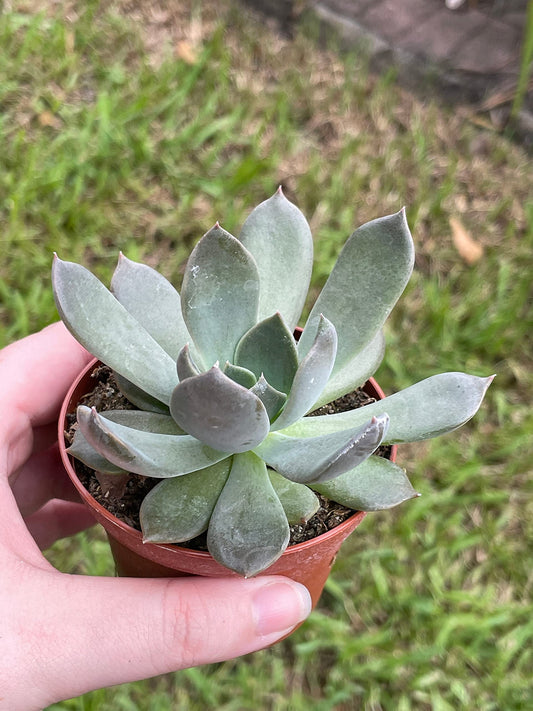 Echeveria elegans, Pearl echeveria, in 3 inch Pot