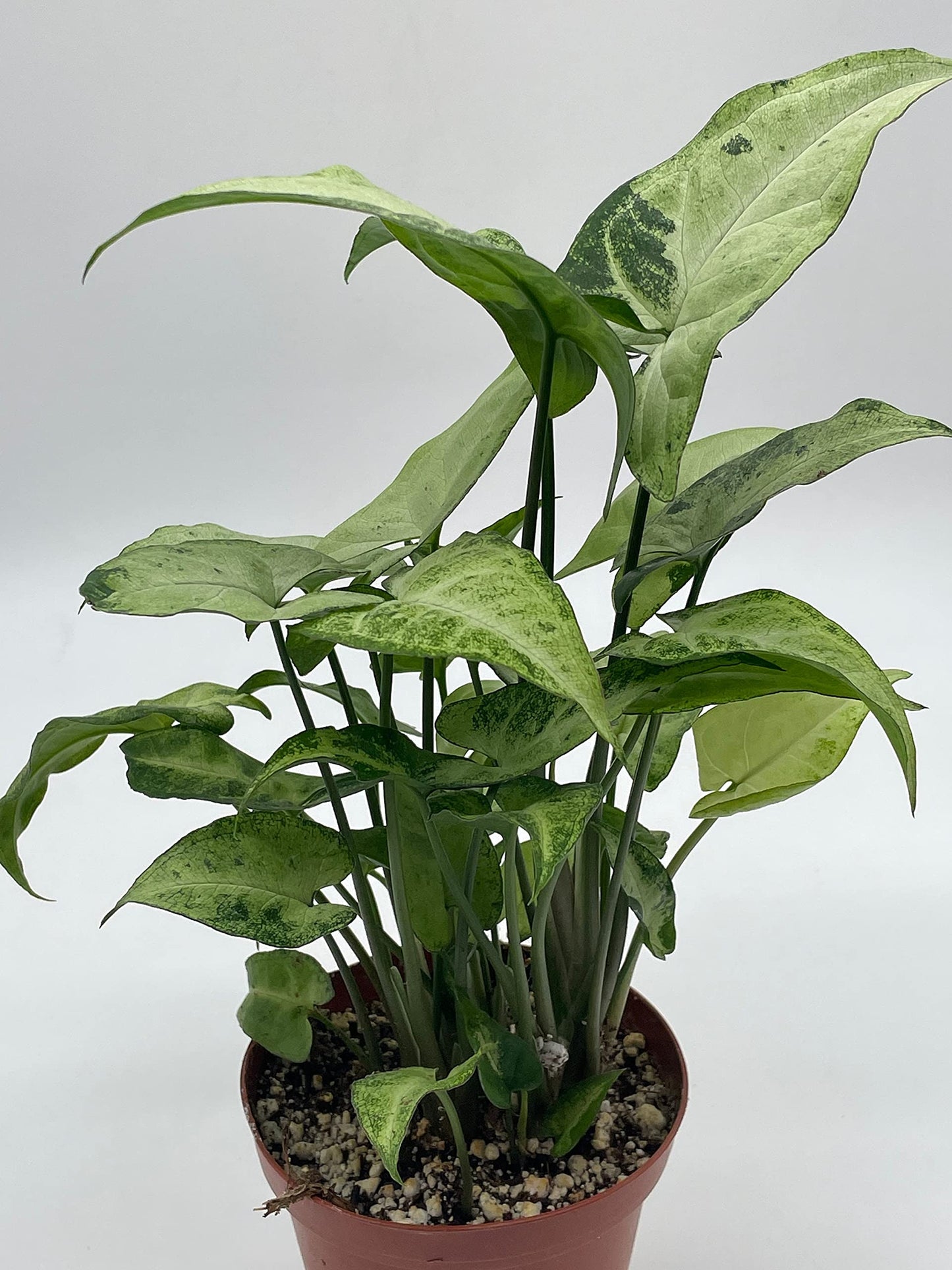 Syngonium Podophyllum Green and White, 4 inch, Arrowhead Vine, Very Filled House Plant