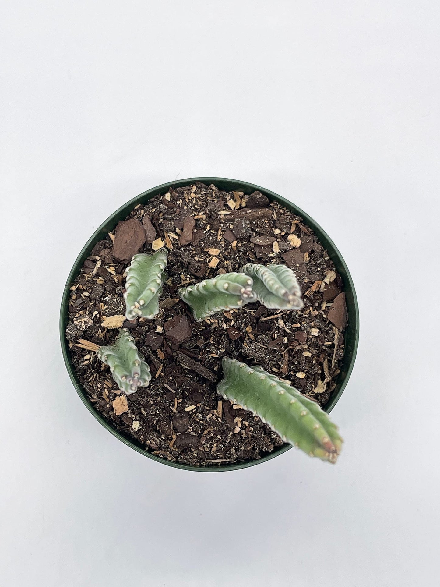 Stapelia Similis, Similar Stapelia, 4 inch Pot, Black Starfish Flower, Rare Huernia