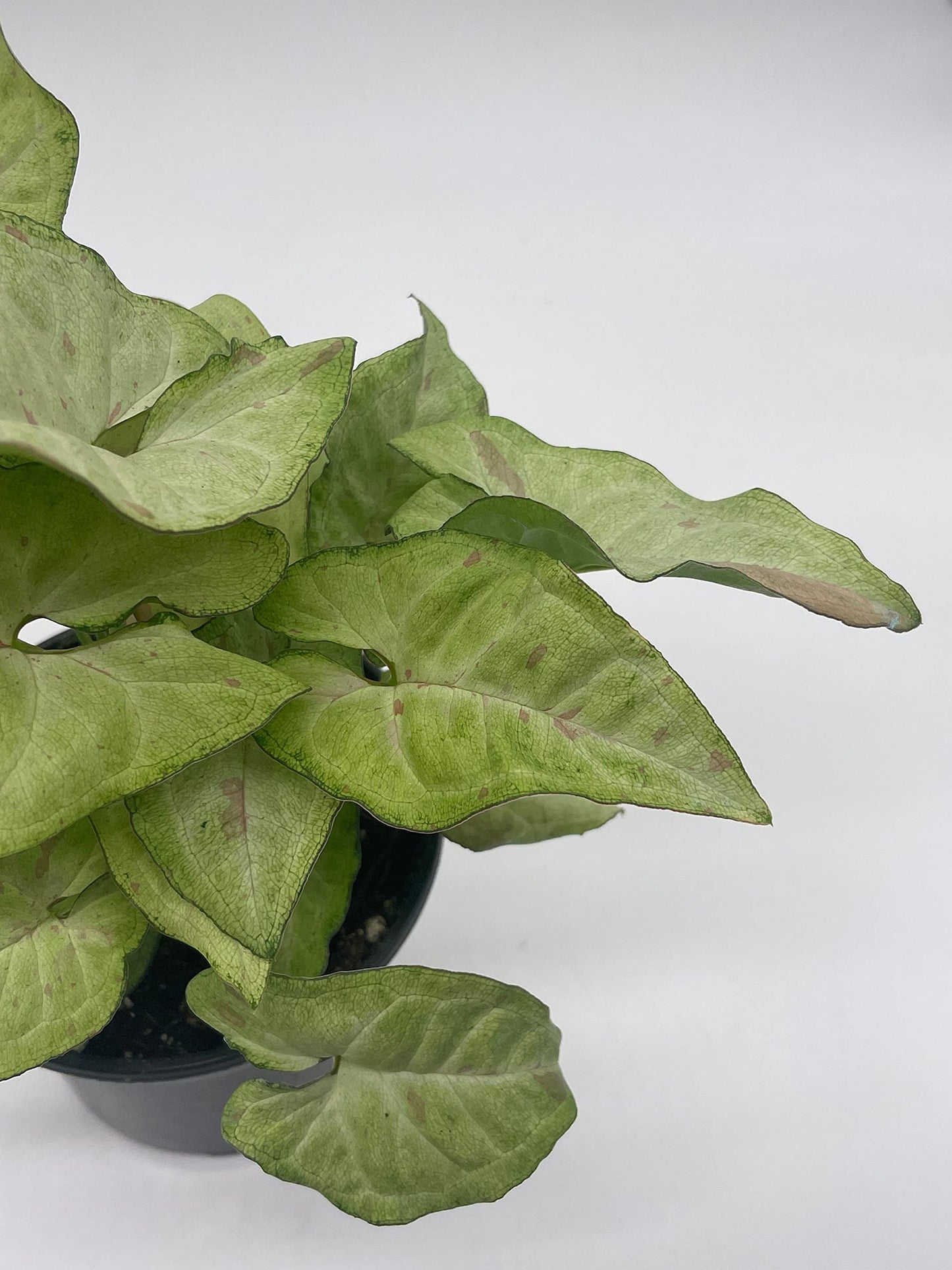 Milk Confetti Pink Variegated Syngonium, 4 inch, Syngonium Albo Variegata Half Moon Pixie