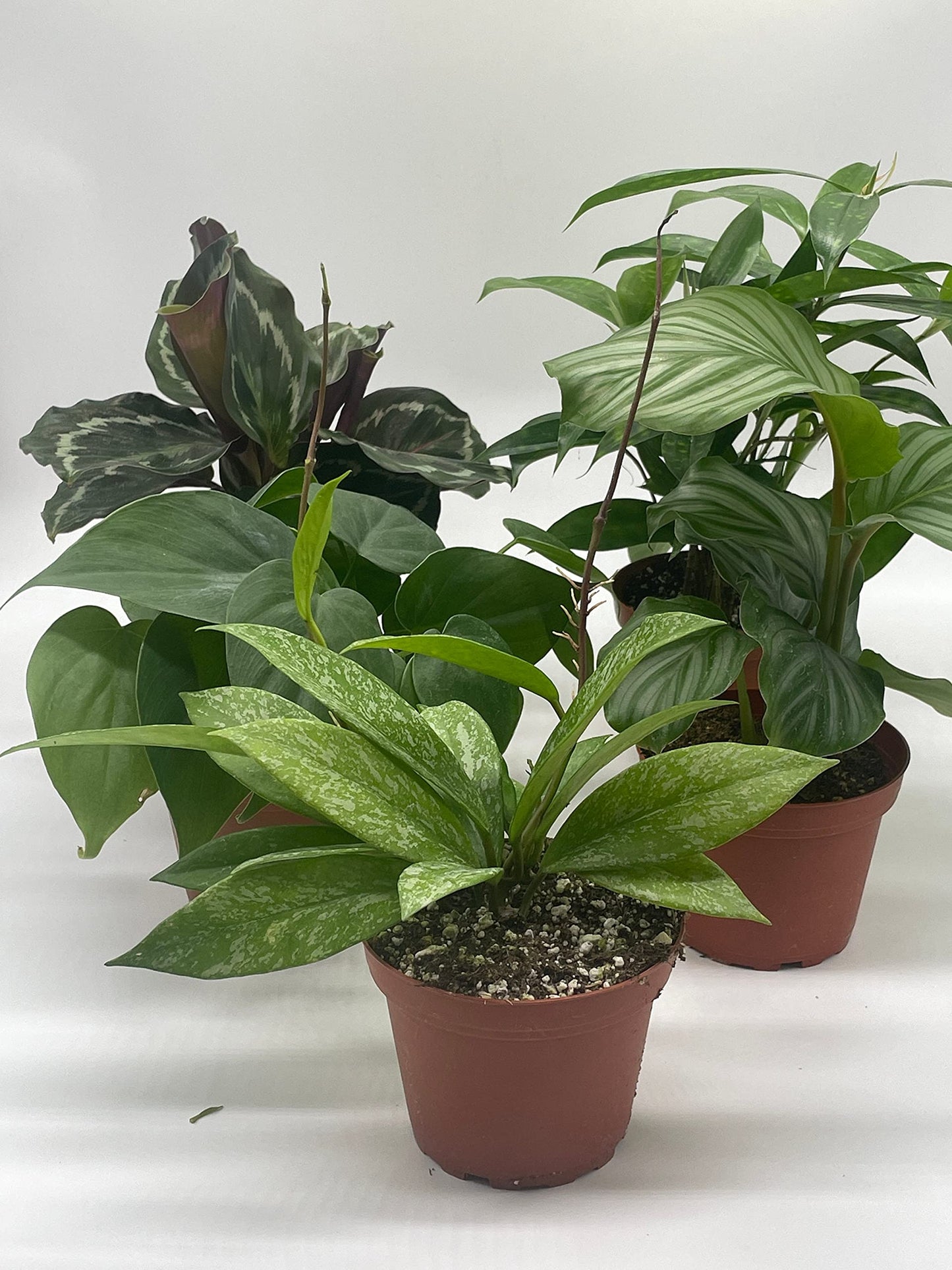 florida house plants llc BubbleBlooms Premium Indoor Foliage Assortment, 5 Different Leafy House Plants in 4 inch pots