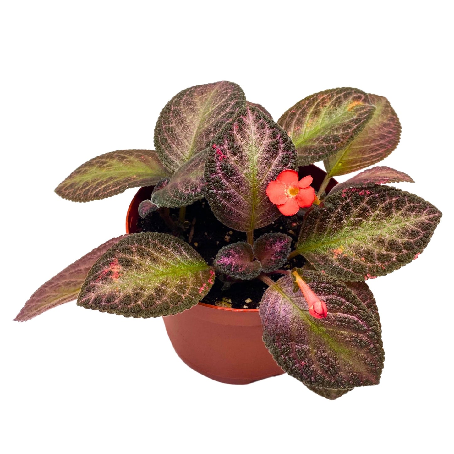 Harmony Foliage Episcia Temptation Purple Flame Violet 6 inch