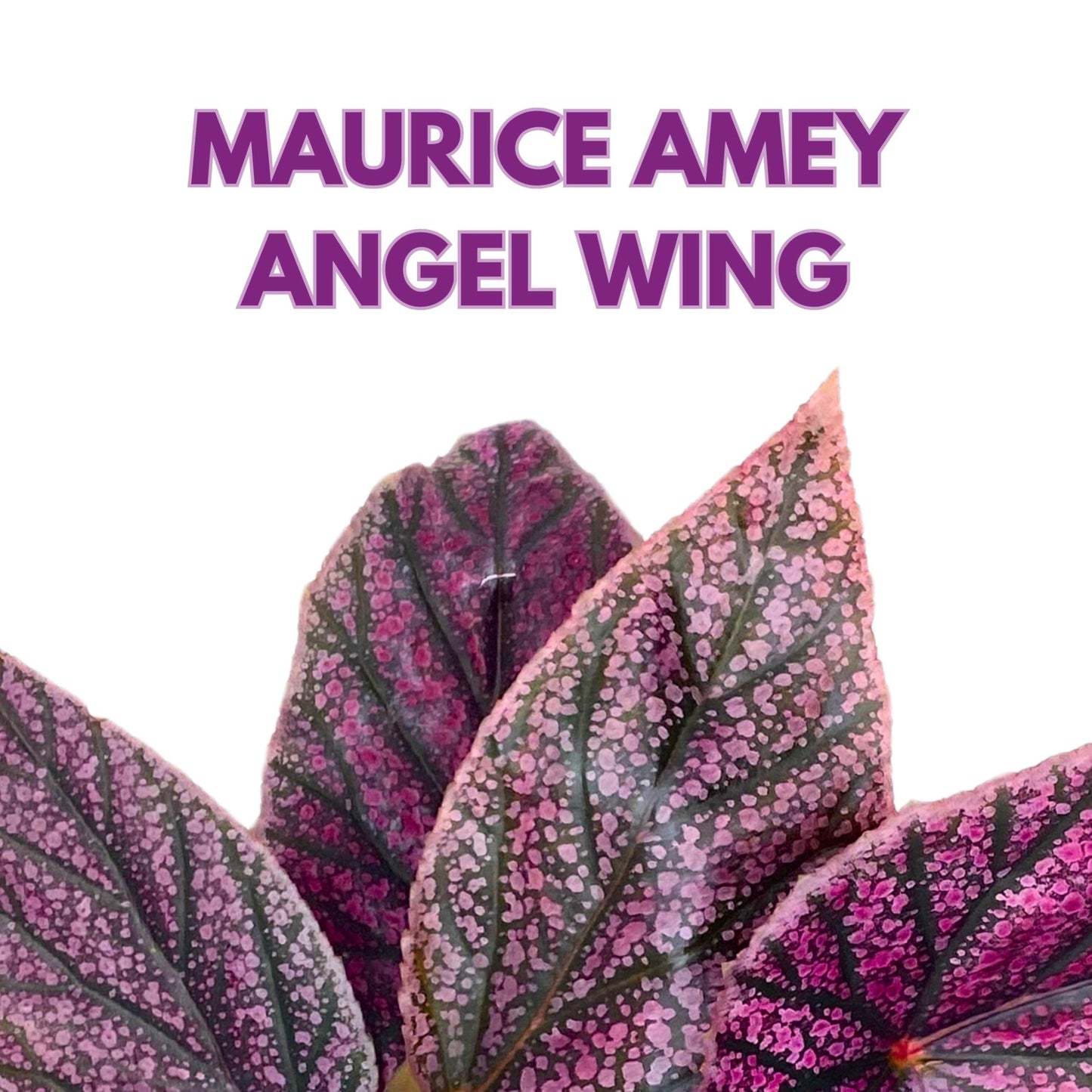 Harmony Foliage Maurice Amey Angel Wing Begonia 4 inch