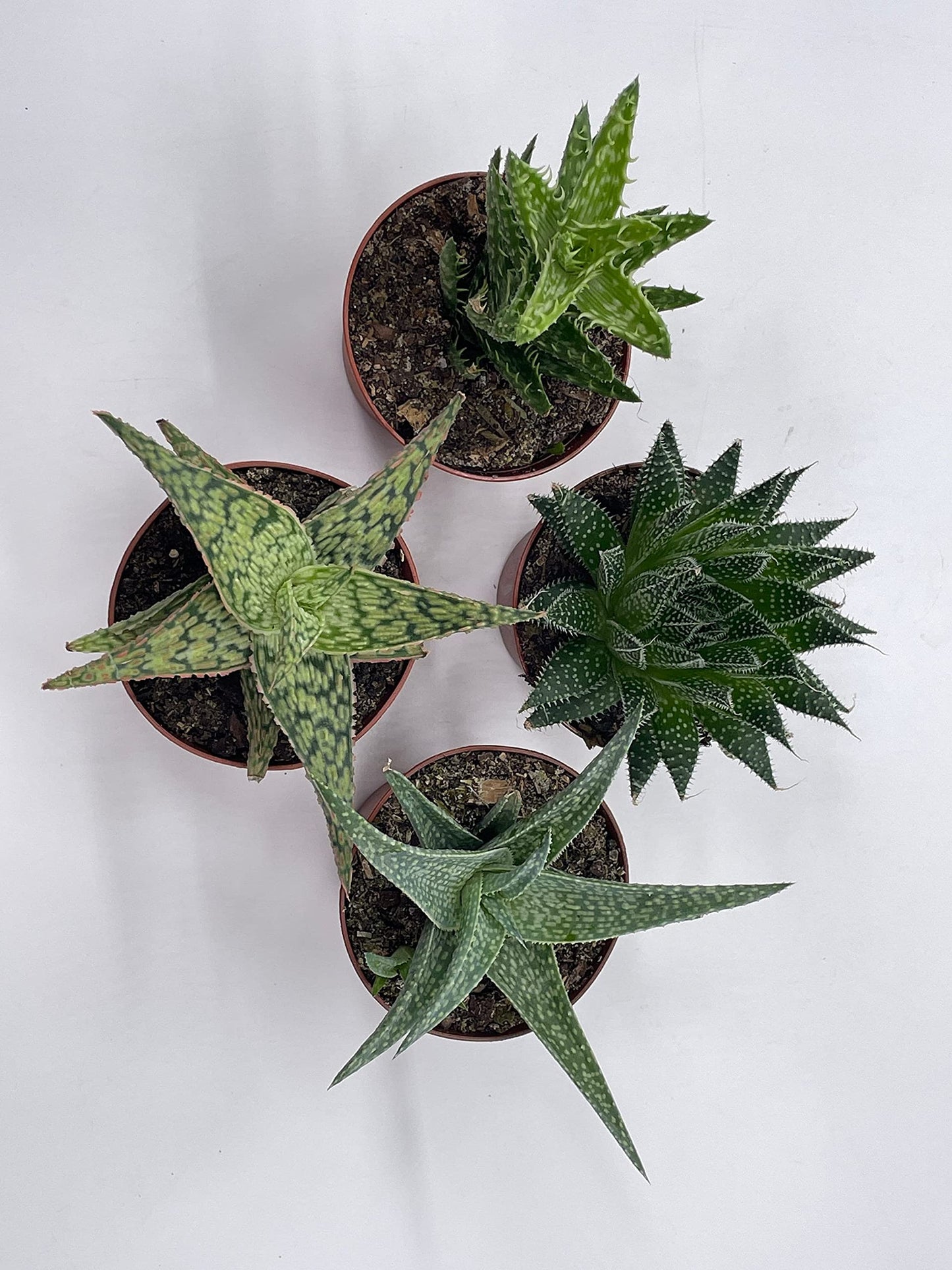 BubbleBlooms Aloe Variety Assortment, 3 inch pots, 4 Different Aloe Succulents