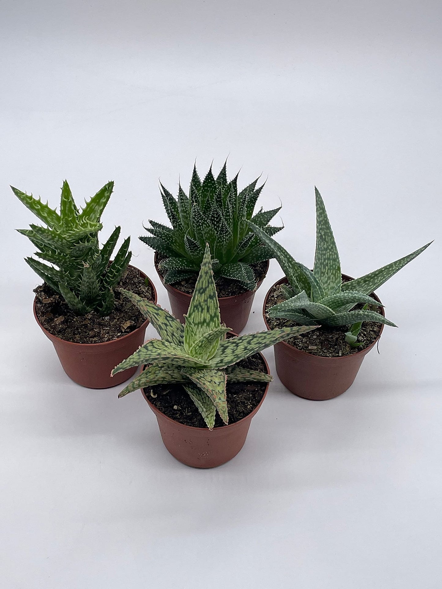 BubbleBlooms Aloe Variety Assortment, 3 inch pots, 4 Different Aloe Succulents