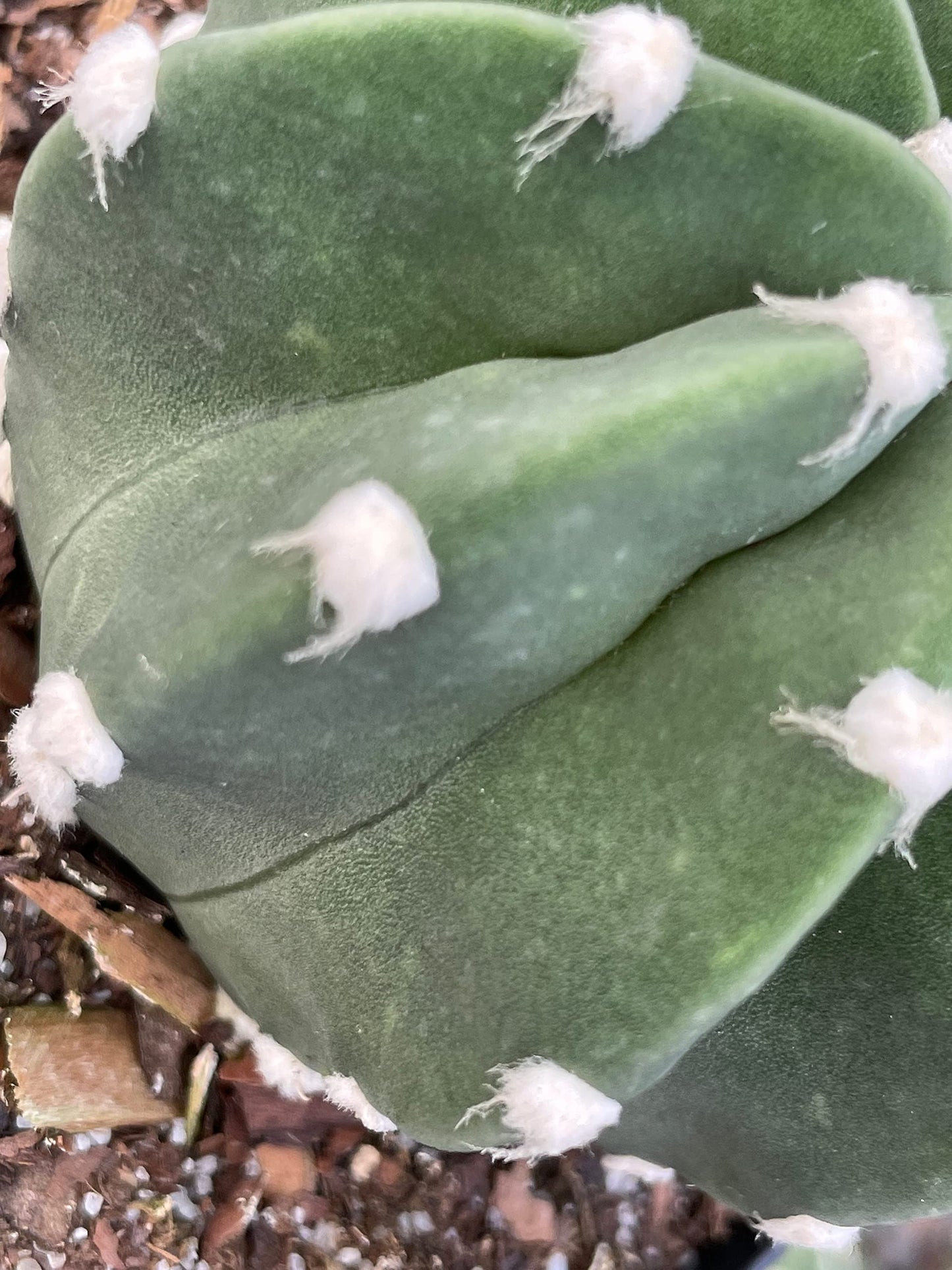 Easter Lily Cactus, Echinopsis subdenudata, Domino Cactus, Sand-Dollar Cactus, Astrophytum Asterias in a 4 inch Pot