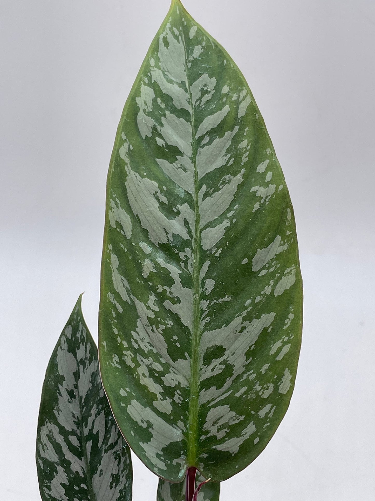 Apoballis Acuminatissima Lavallei, 4 inch, Rare Selby, Beautiful Houseplant