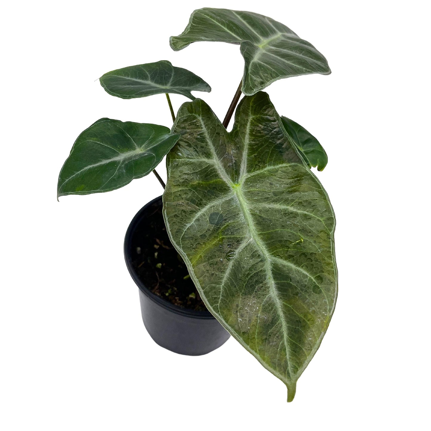 Alocasia Ebony, 4 inch, Jewel Alocasia x Amazonica, Healthy