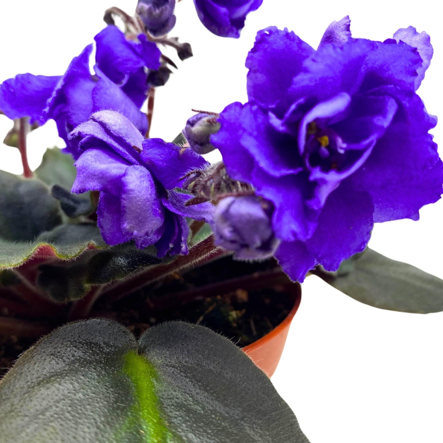 Harmony Foliage Harmony's Blue Frills African Violet Saintpaulia 4 inch