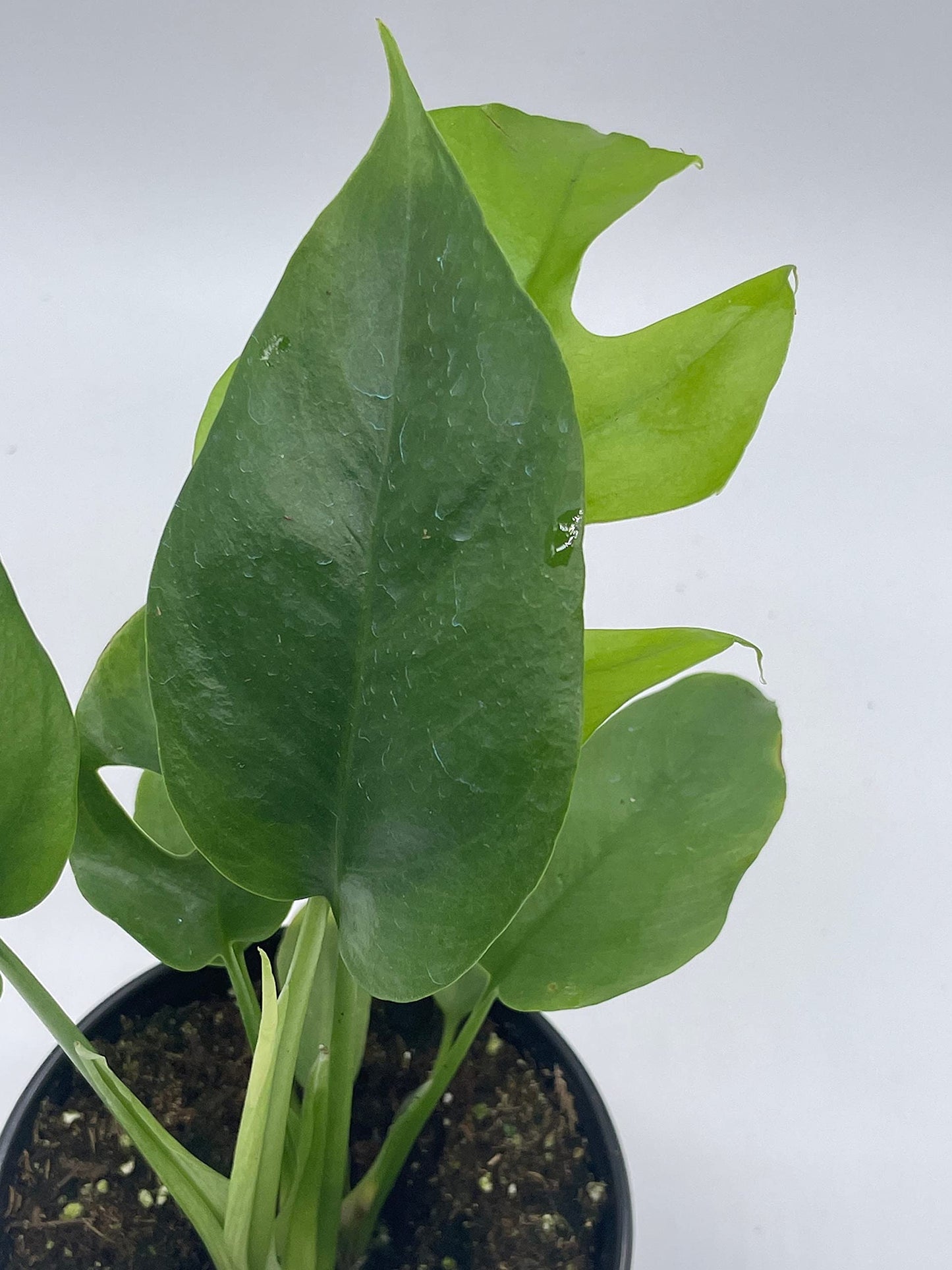 Monstera Minima, 4 inch, Rhaphidophora tetrasperma Philodendron Piccolo, Mini Ginny,