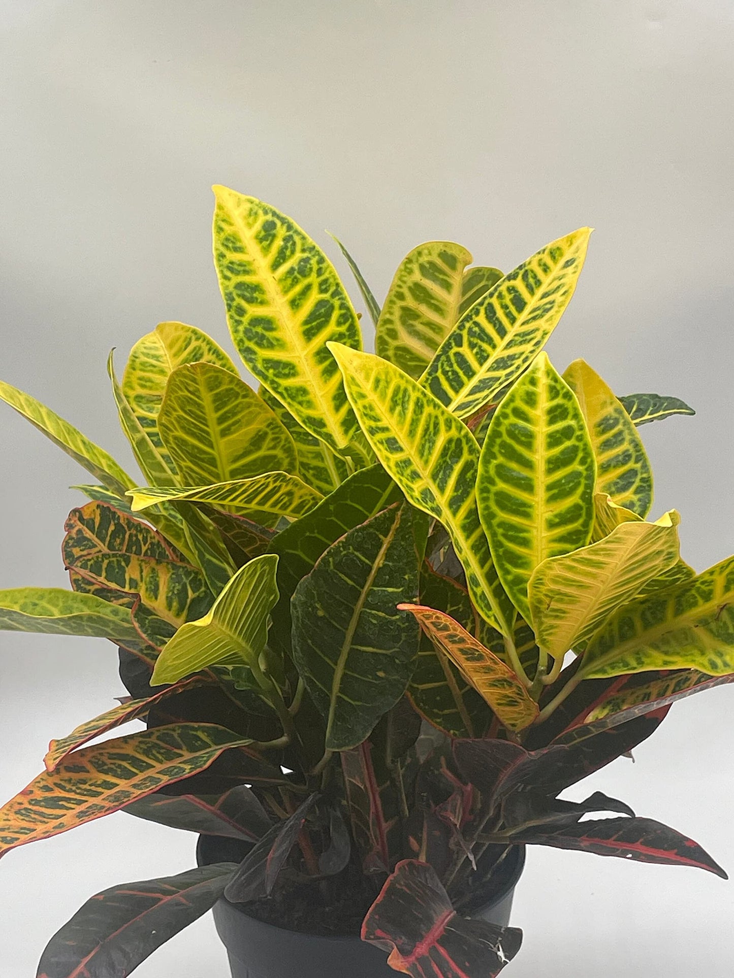 Codiaeum variegatum, 6 inch, Variegated Croton, Garden Croton, Vibrant House Plant