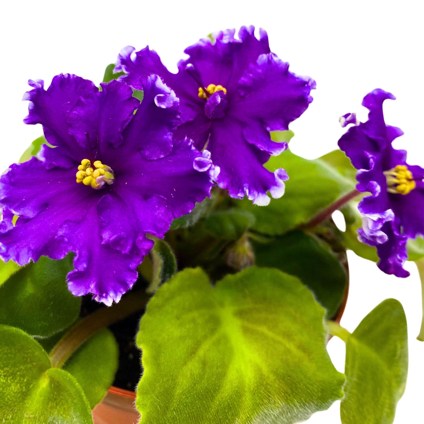 Harmony Foliage AV Napoleon African Violet Saintpaulia 4 inch