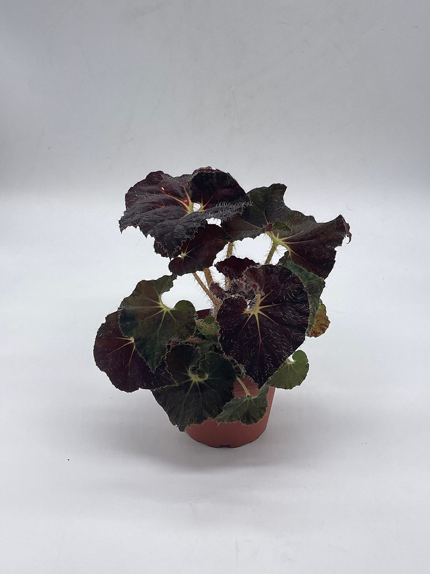 BubbleBlooms Harmony's Dark Purple Begonia Rex, Galaxy, with White Hairs, 4 inch Painted-Leaf Begonia, Unique Homegrown Exclusive, Variegated