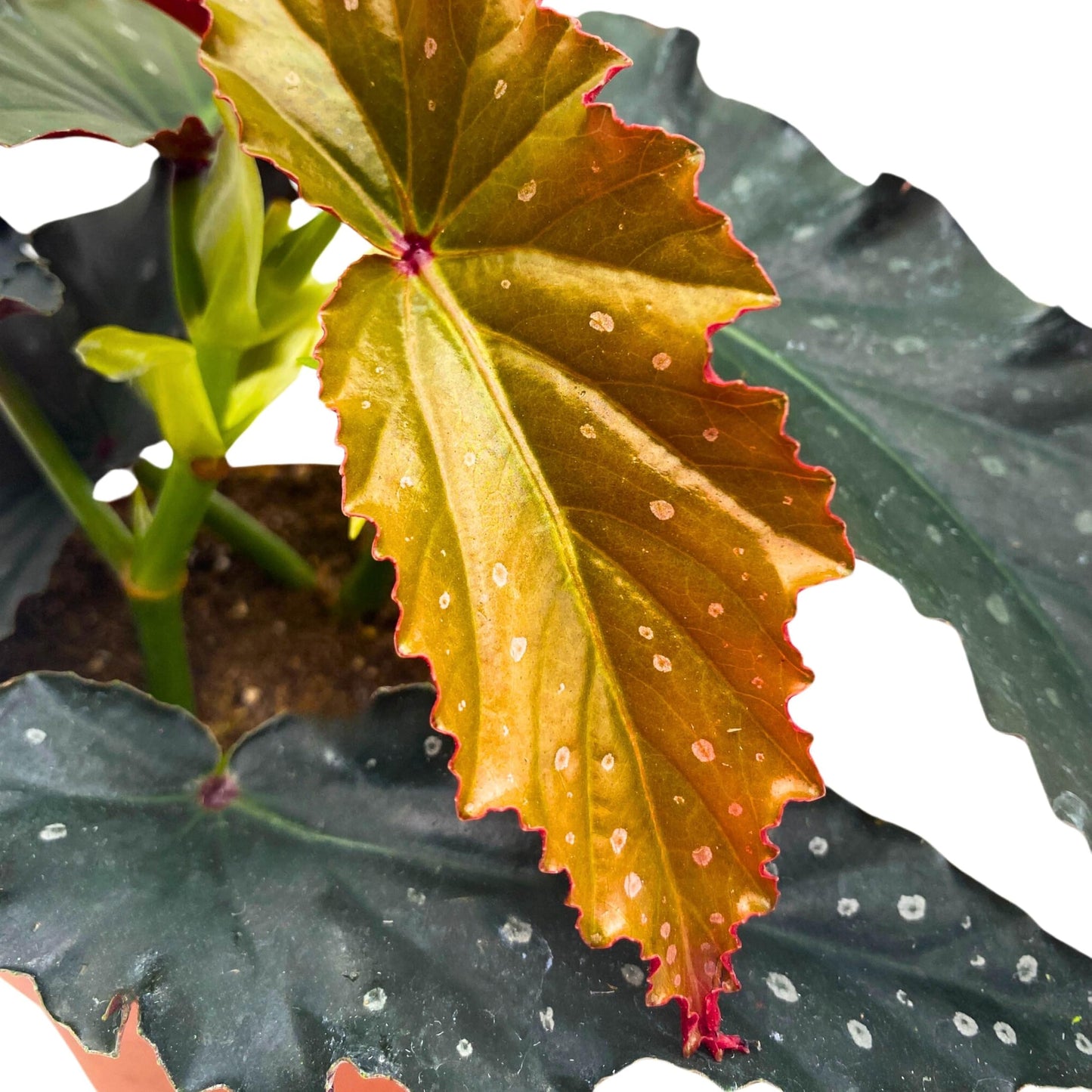 Harmony Foliage Harmony's Silver Fang Angel Wing Begonia 4 inch