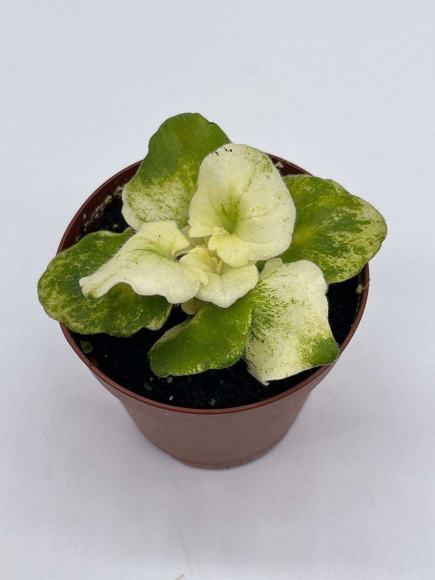 BubbleBlooms Harmony's Variegated African Violet, 2 inch Pot, Biscayne Trail, Unique Homegrown Exclusive Plants